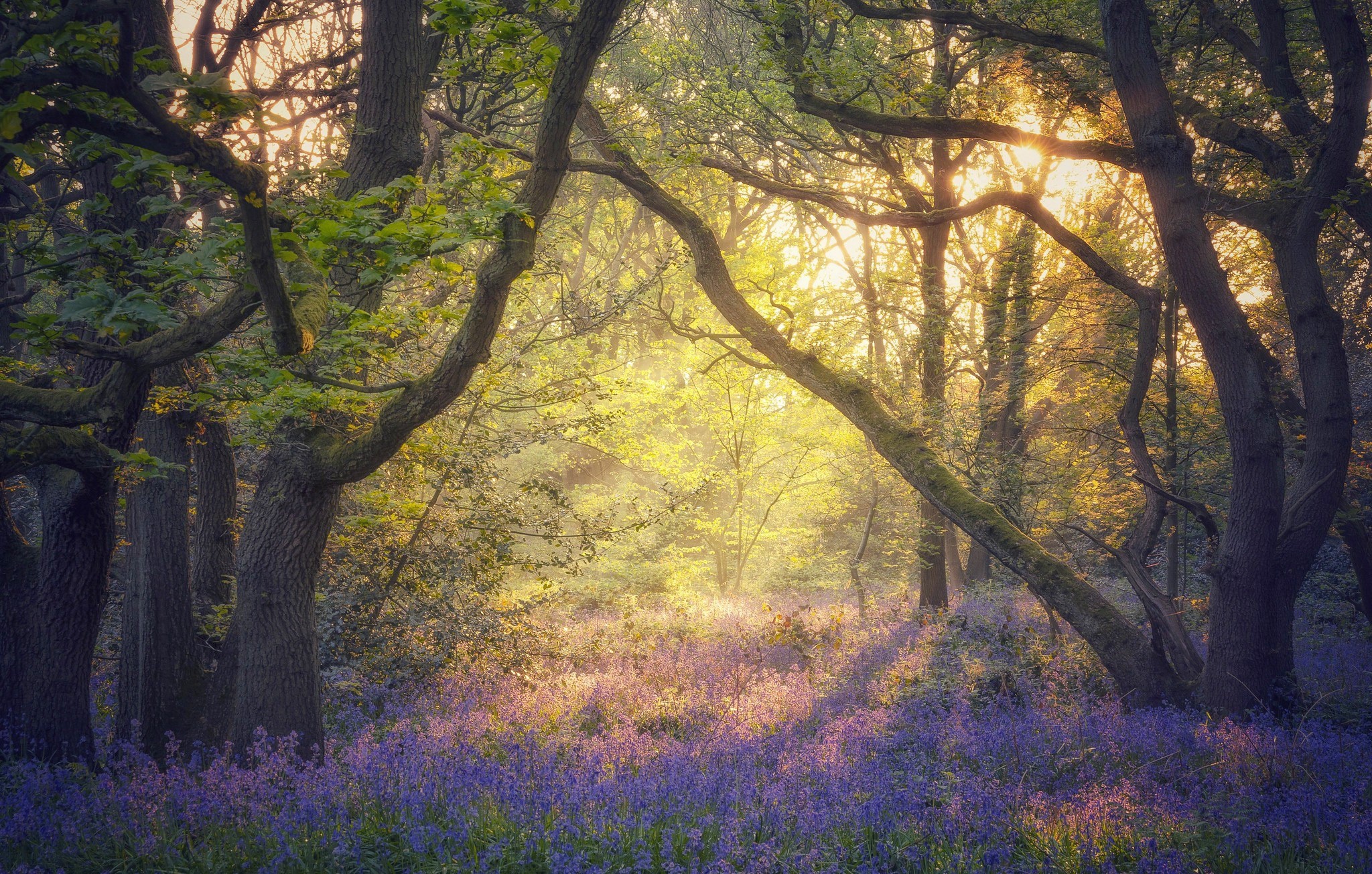nature, flowers, plants, trees, sunlight, calm, HD Wallpaper