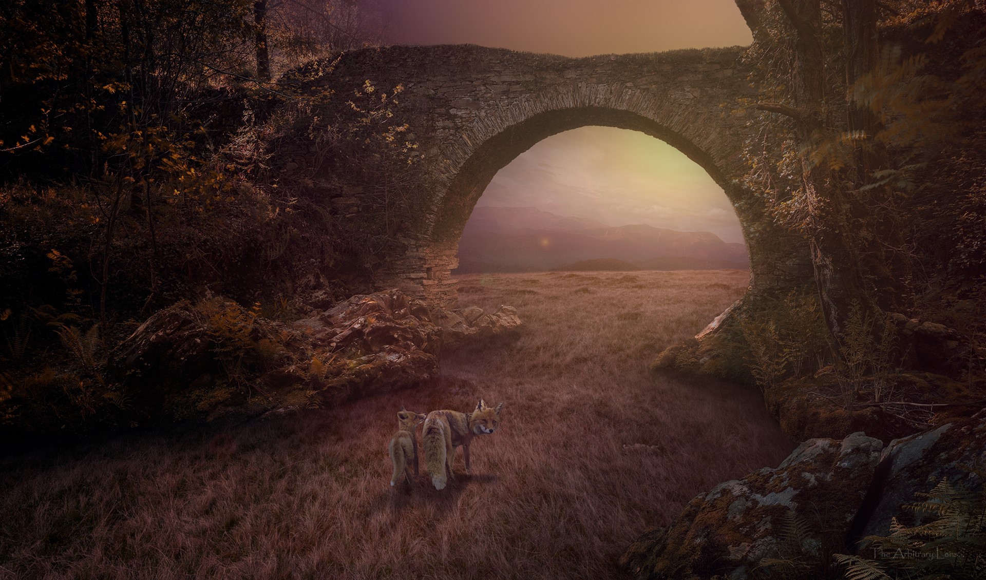 fox cubs, bridge, landscape, nature, grass, forest, HD Wallpaper