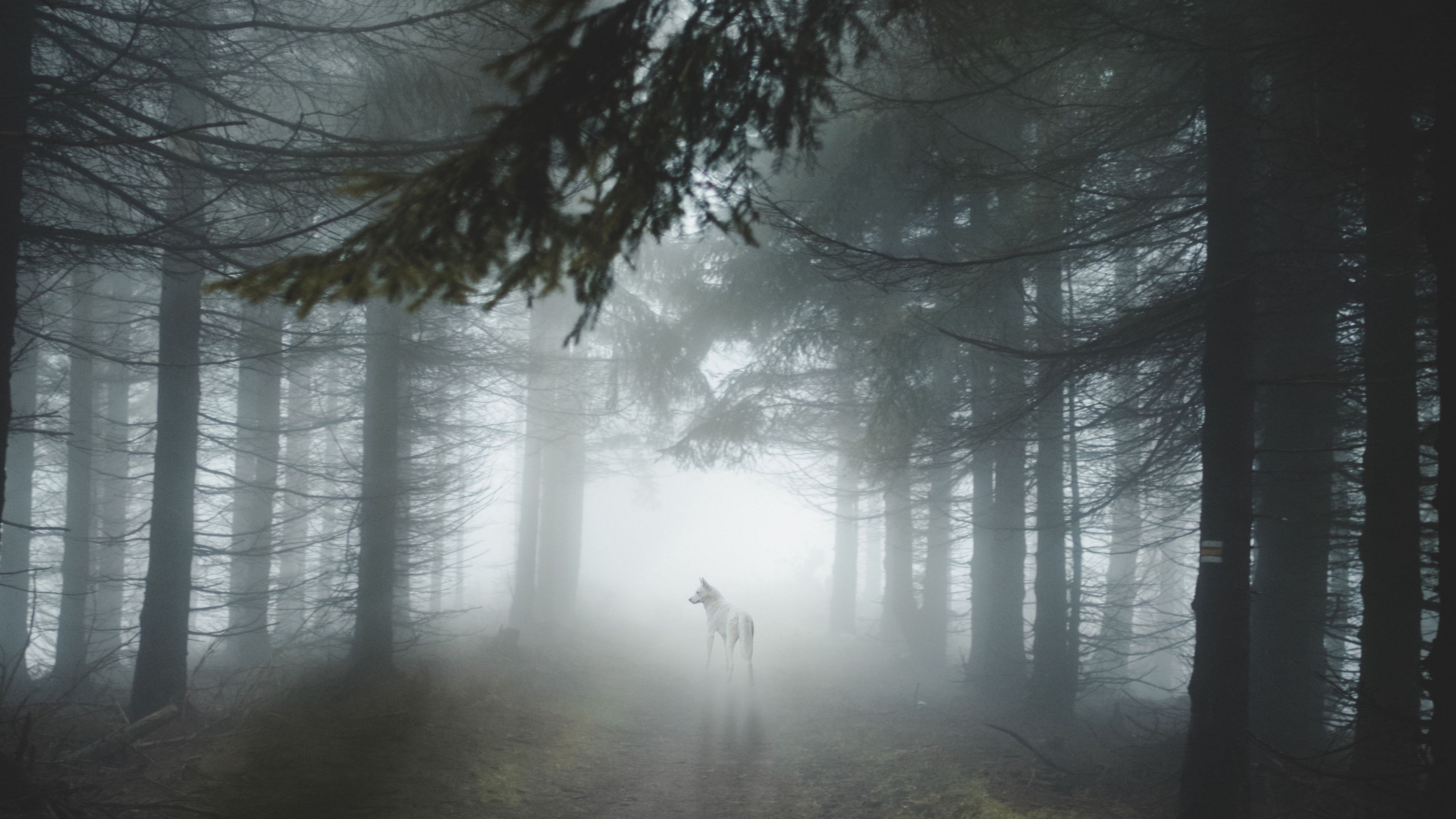 forest, fog, wolf, dog, trees, light, 4k, HD Wallpaper