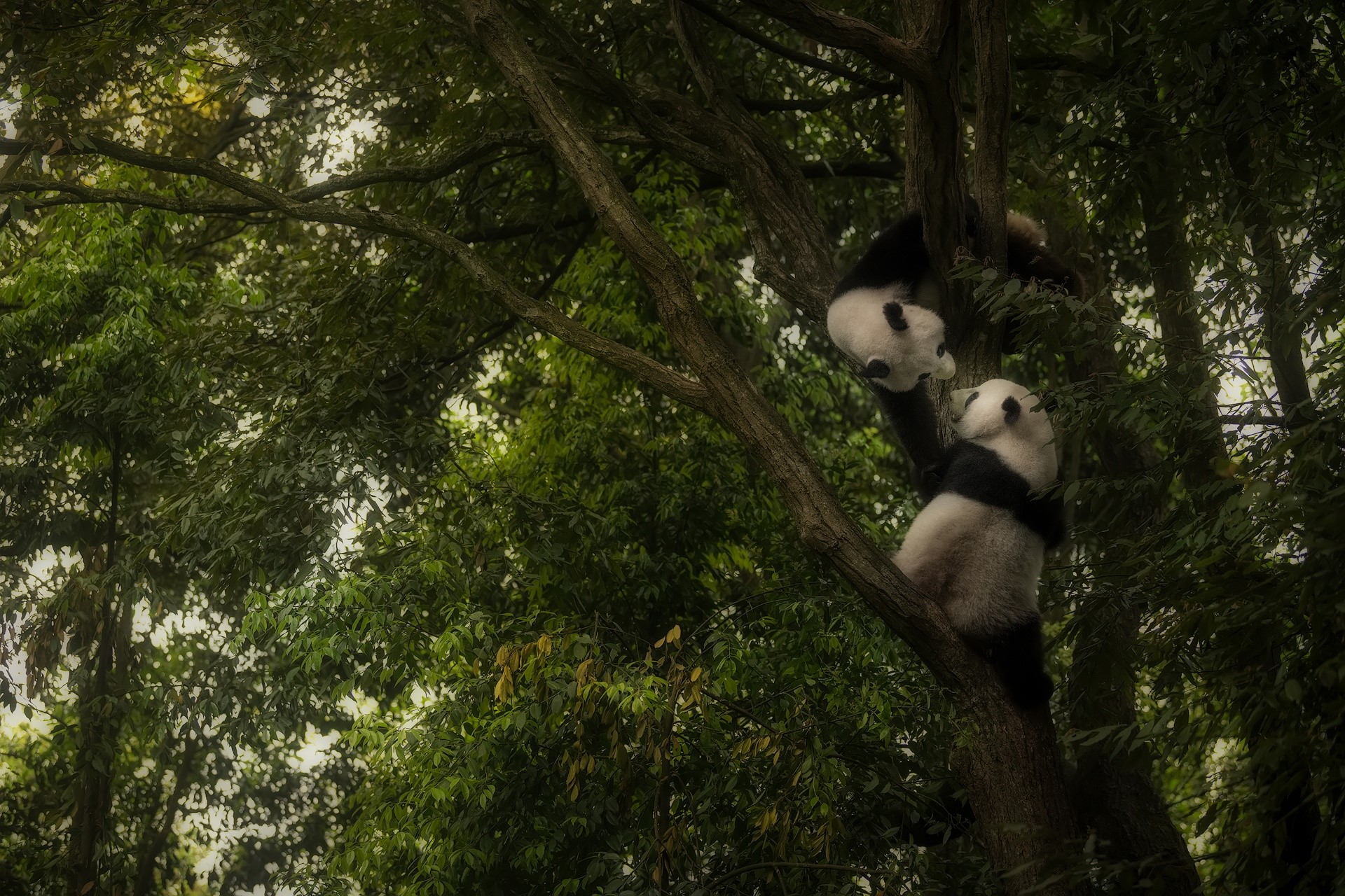 animals, panda, mammals, bears, trees, HD Wallpaper