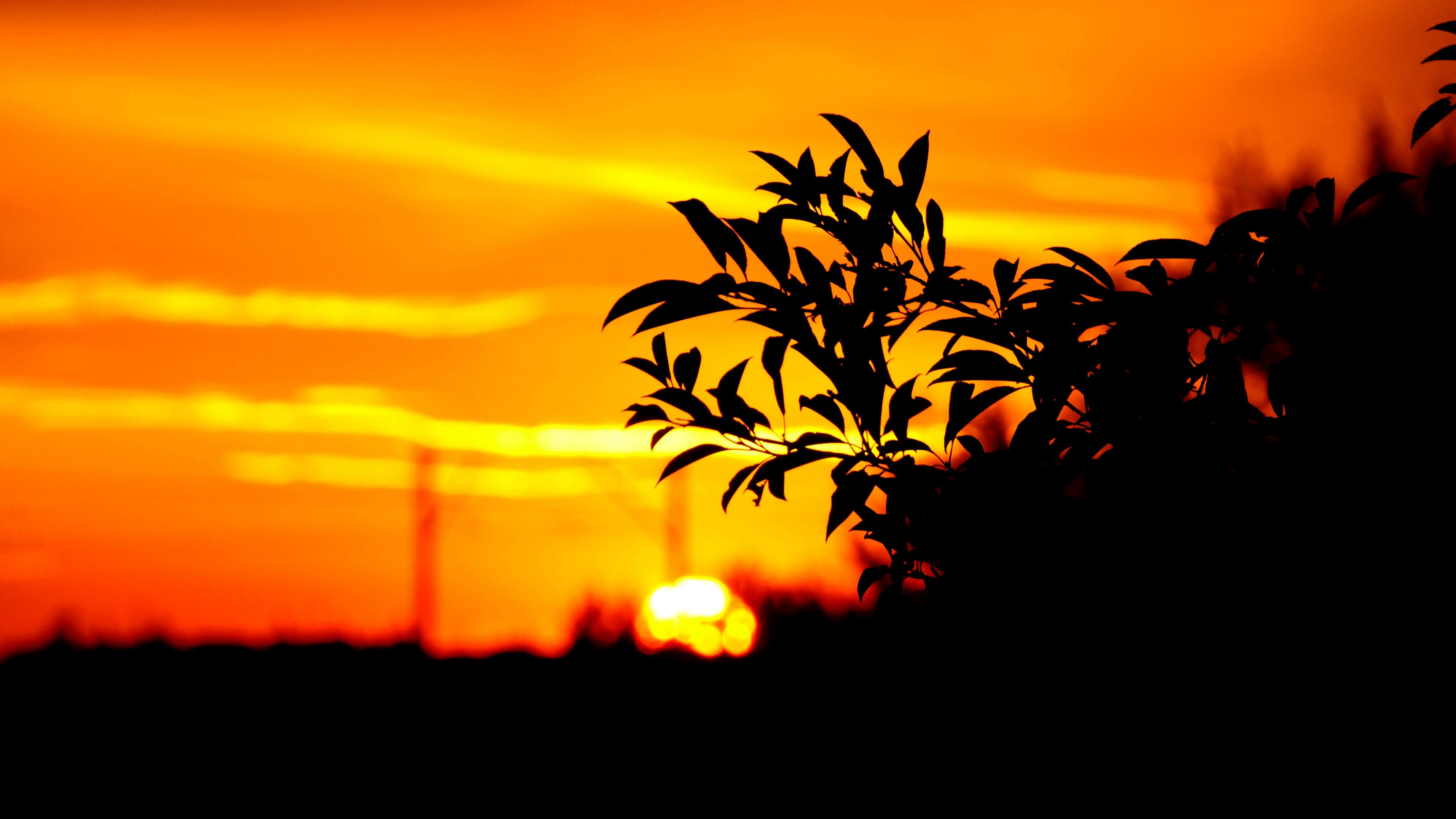 branch, leaves, dark, outlines, sunset, sky, 4k, HD Wallpaper