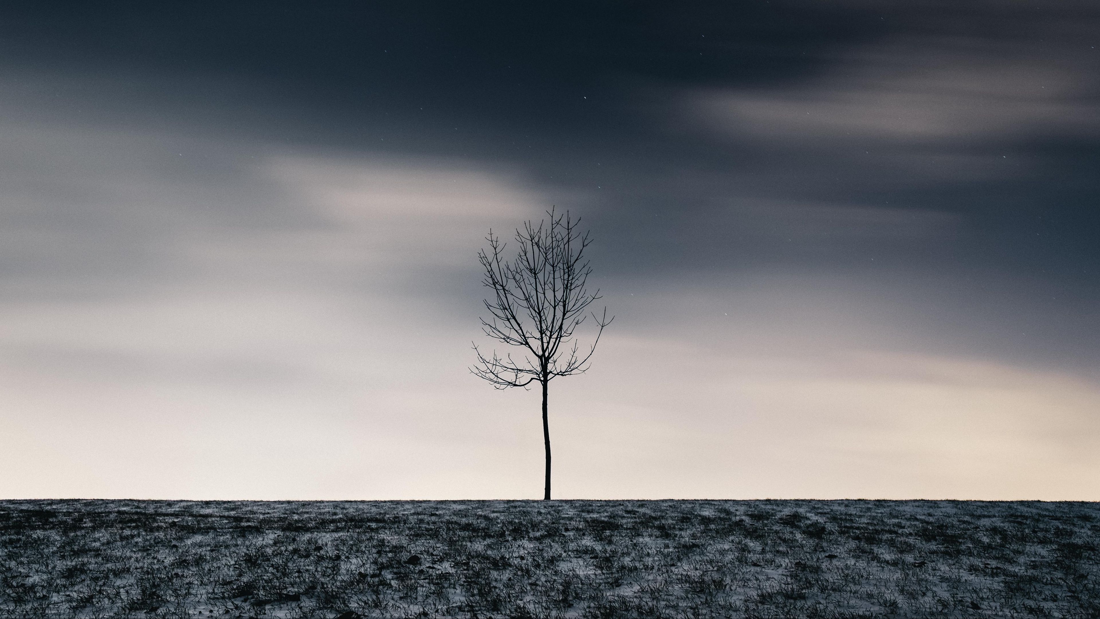 tree, winter, minimalism, snow, starry sky, 4k, HD Wallpaper