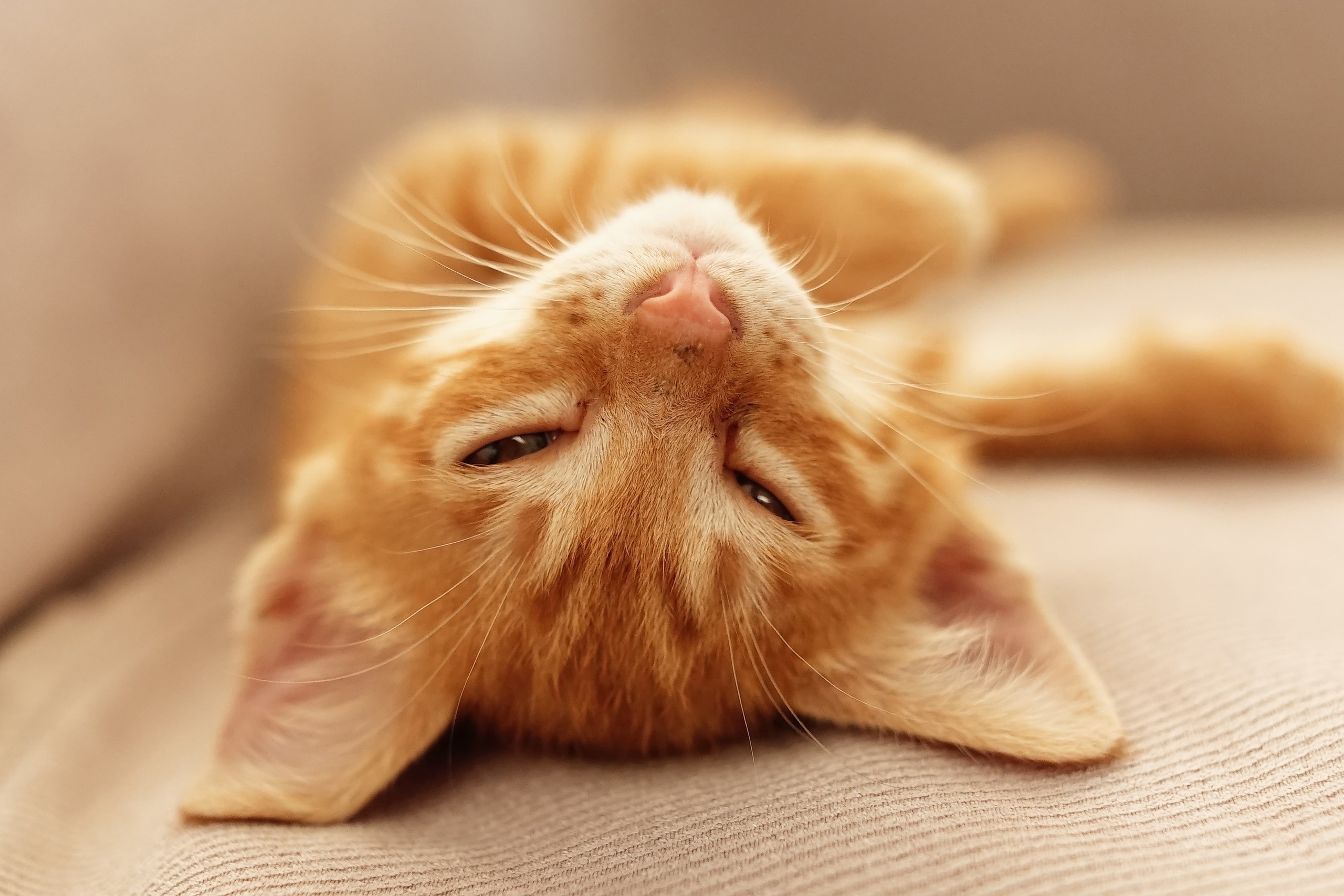 cats, animals, mammals, HD Wallpaper