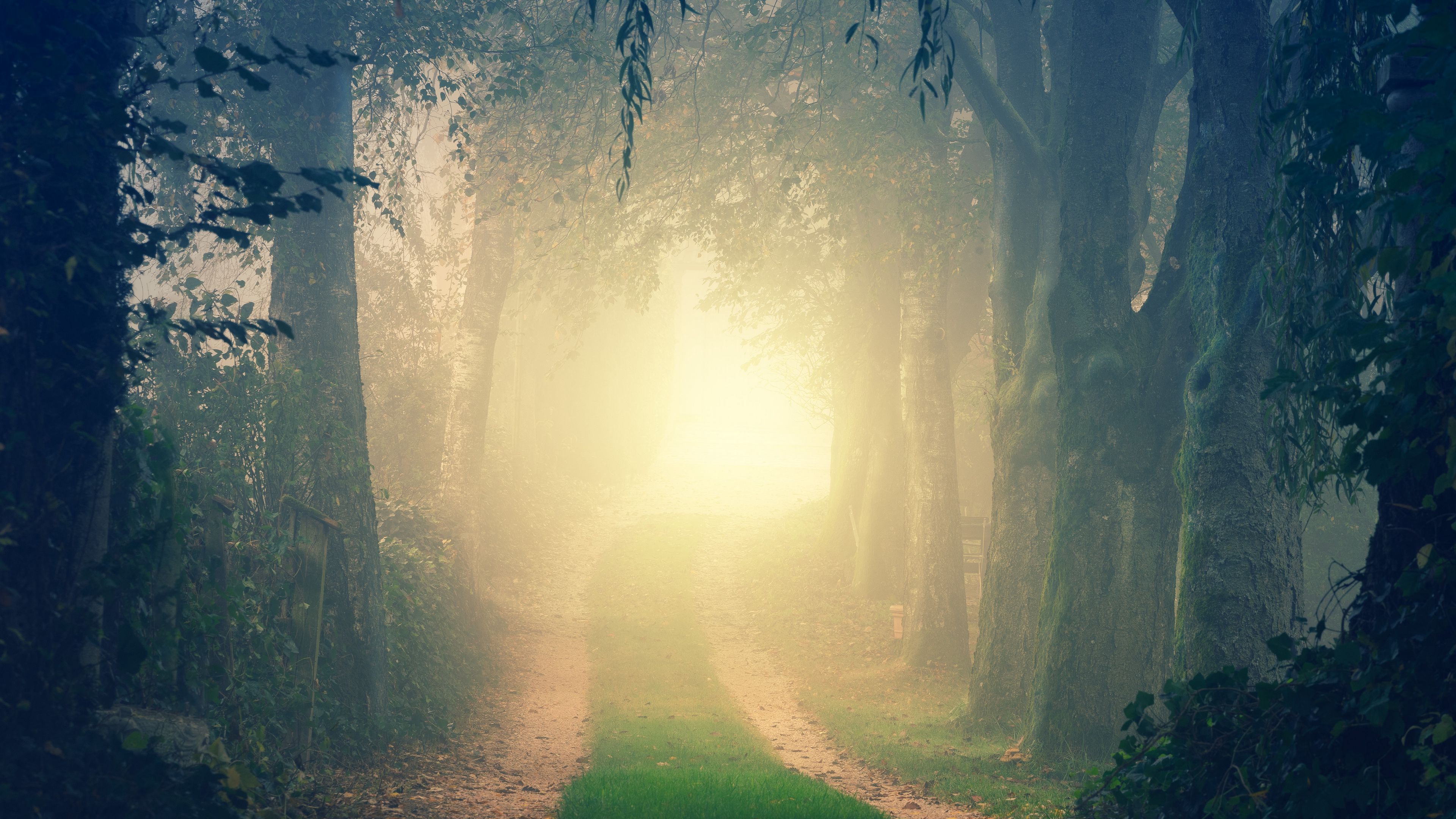 forest, road, fog, trees, light, turn, 4k, HD Wallpaper