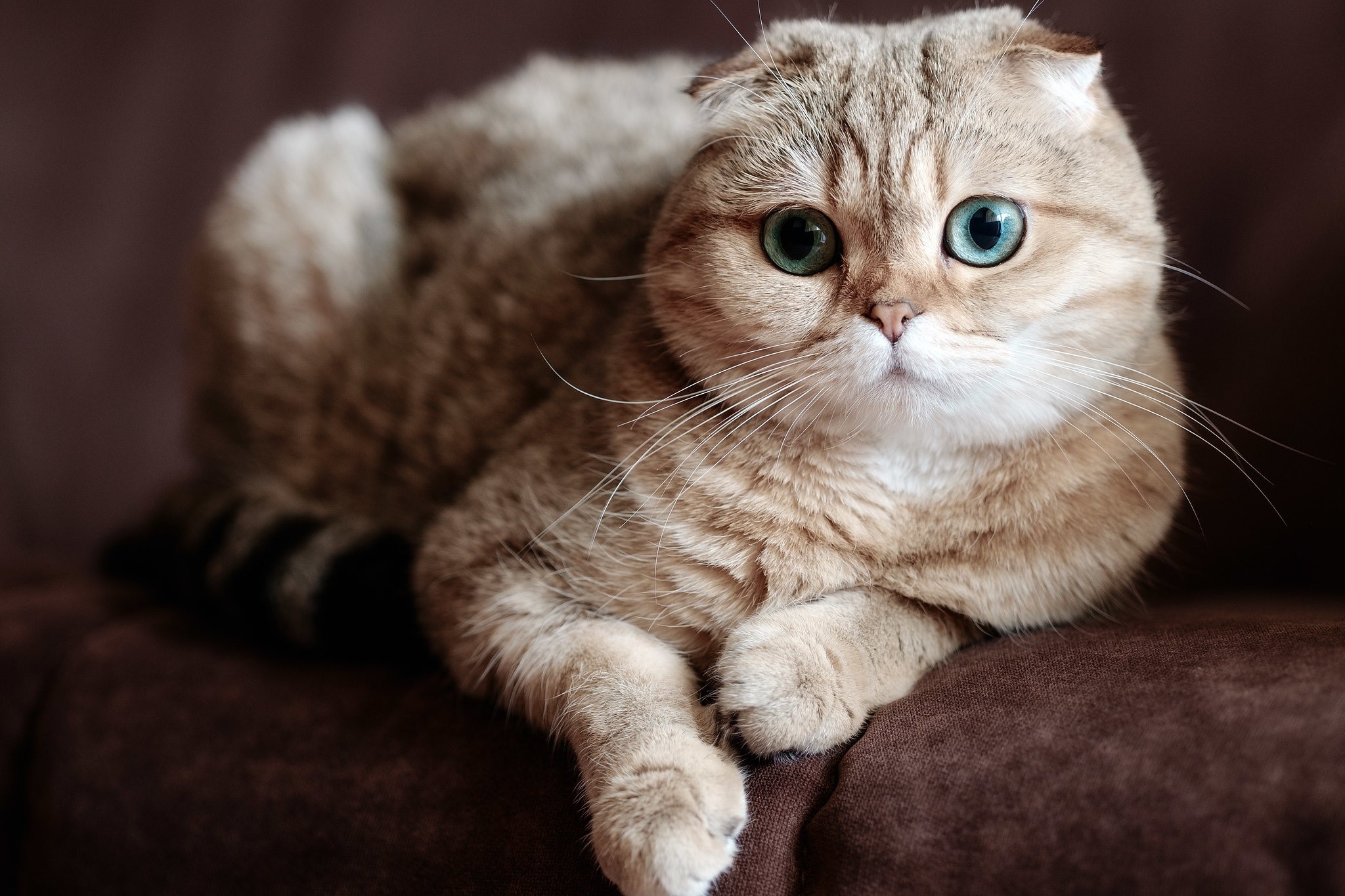 animals, cats, mammals, HD Wallpaper