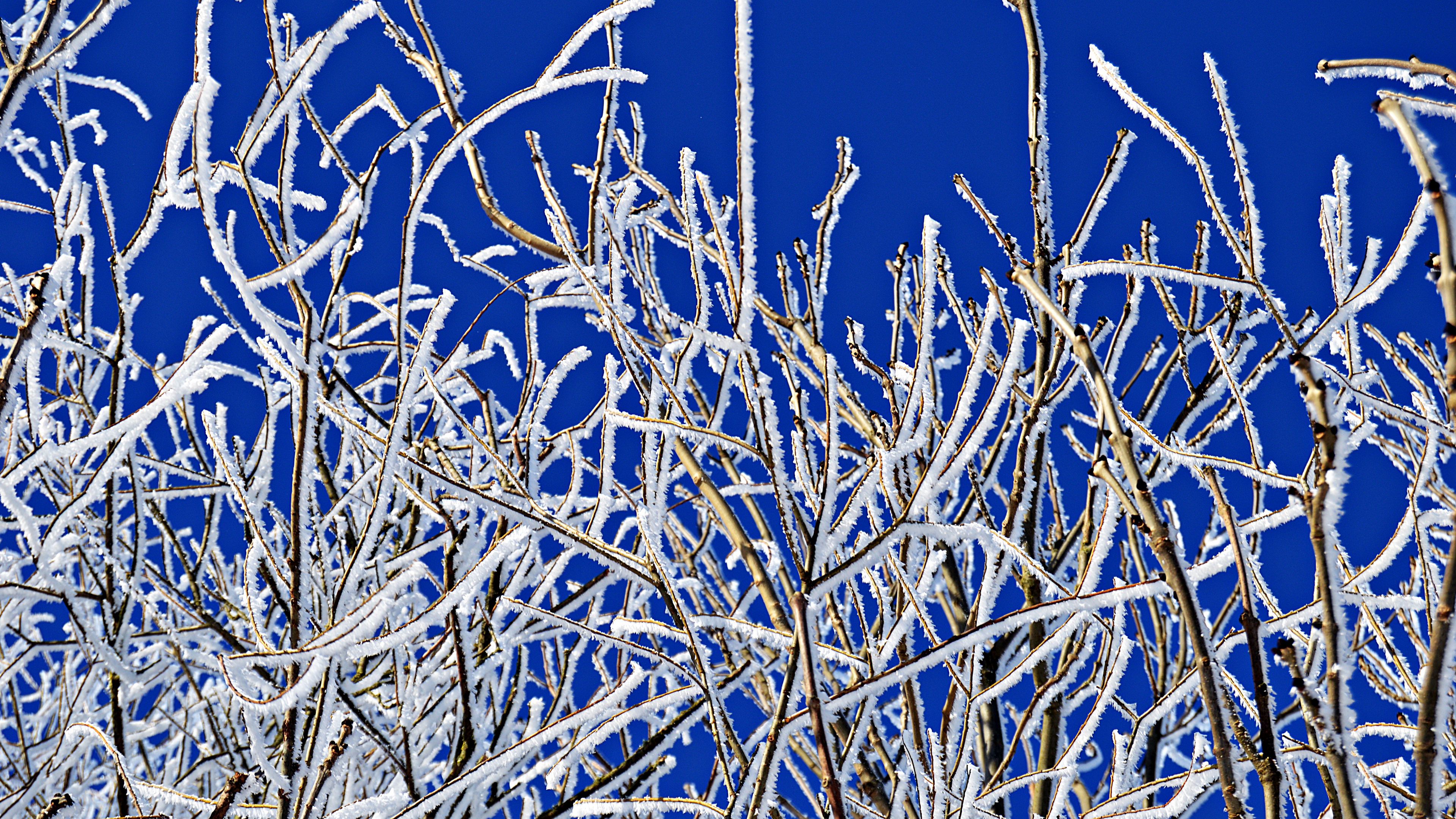 branches, frost, winter, freeze, cold, 4k, HD Wallpaper