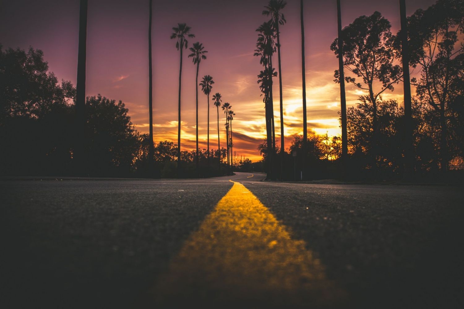 road, sunset, asphalt, dark, palm trees, HD Wallpaper