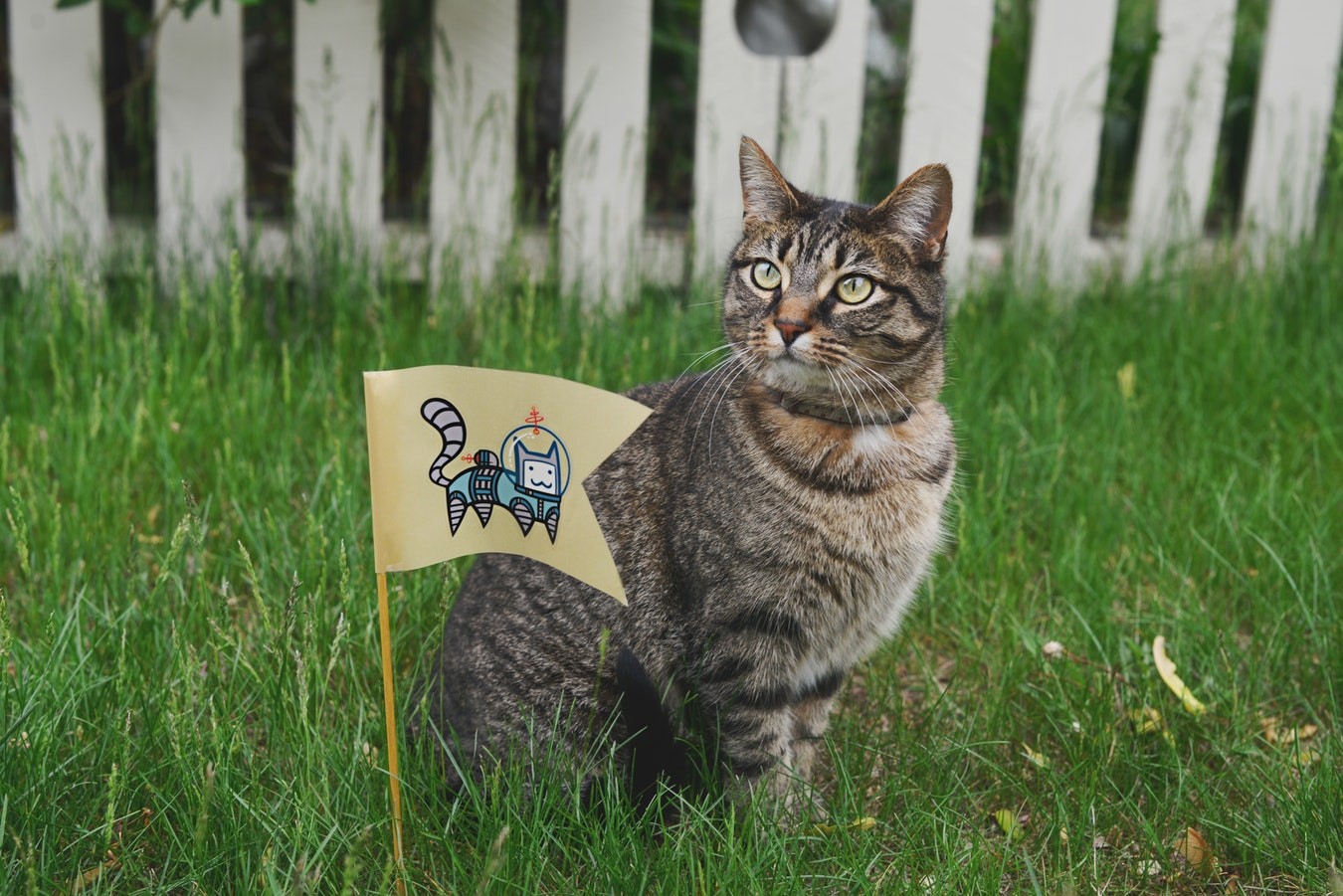 cats, flag, animals, grass, HD Wallpaper