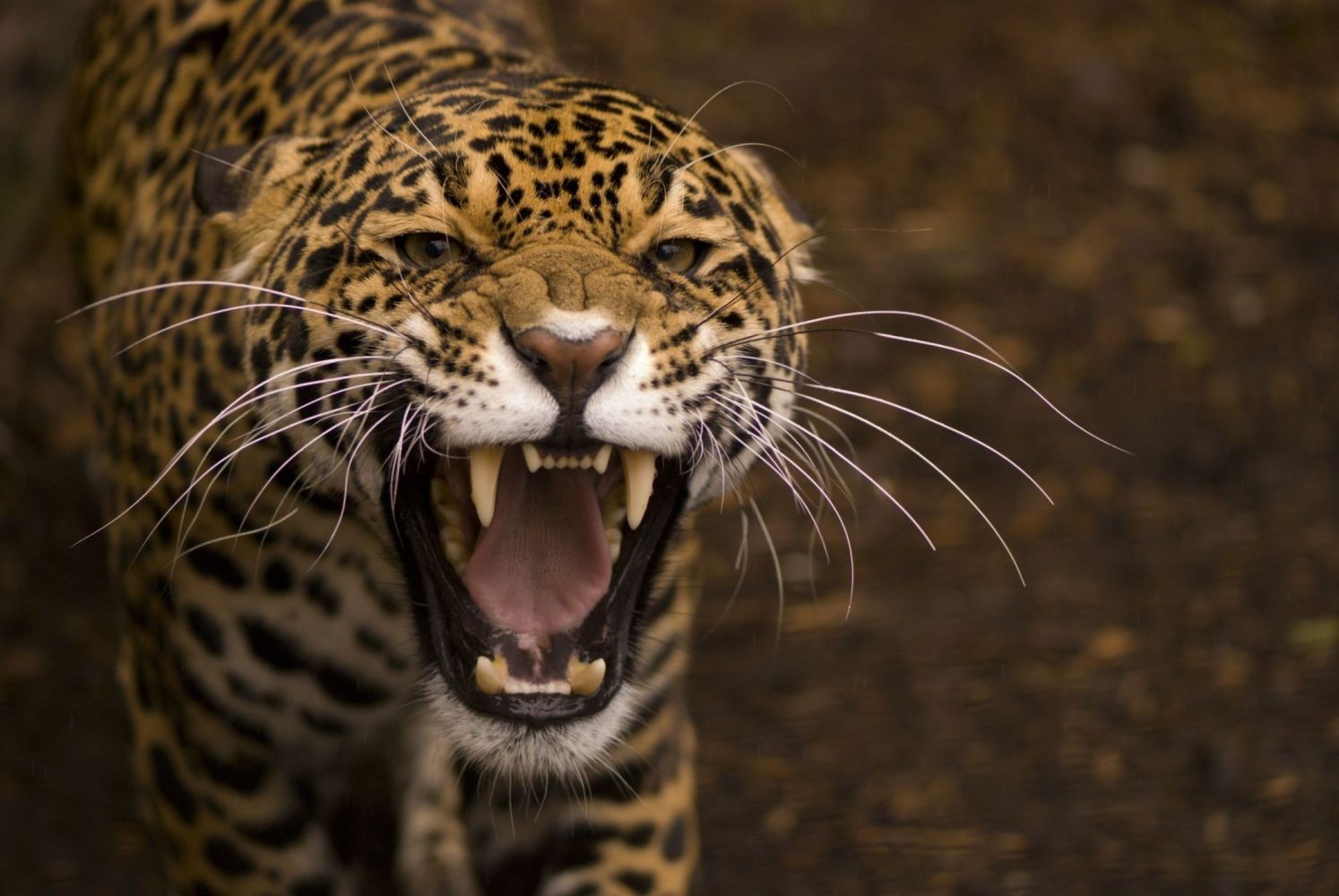animal eyes, wild cat, animals, big cats, mammals, HD Wallpaper