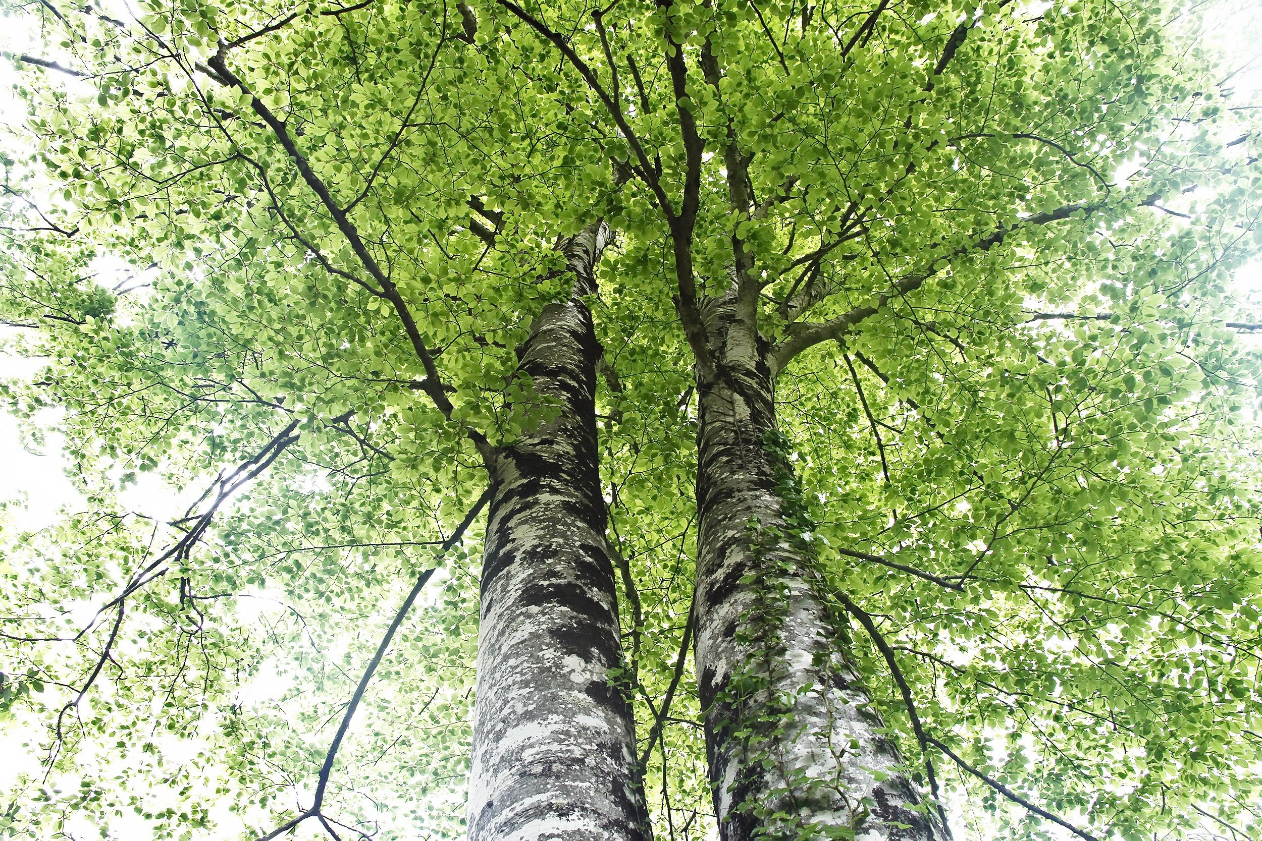 trees, nature, plants, outdoors, foliage, bright, green, HD Wallpaper