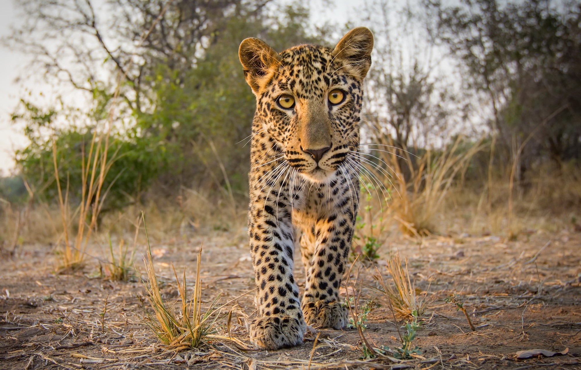 animals, mammals, big cats, yellow eyes, leopard (animal), HD Wallpaper