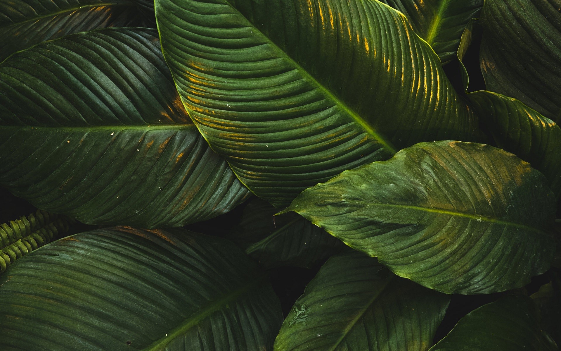 nature, leaves, green, closeup, HD Wallpaper