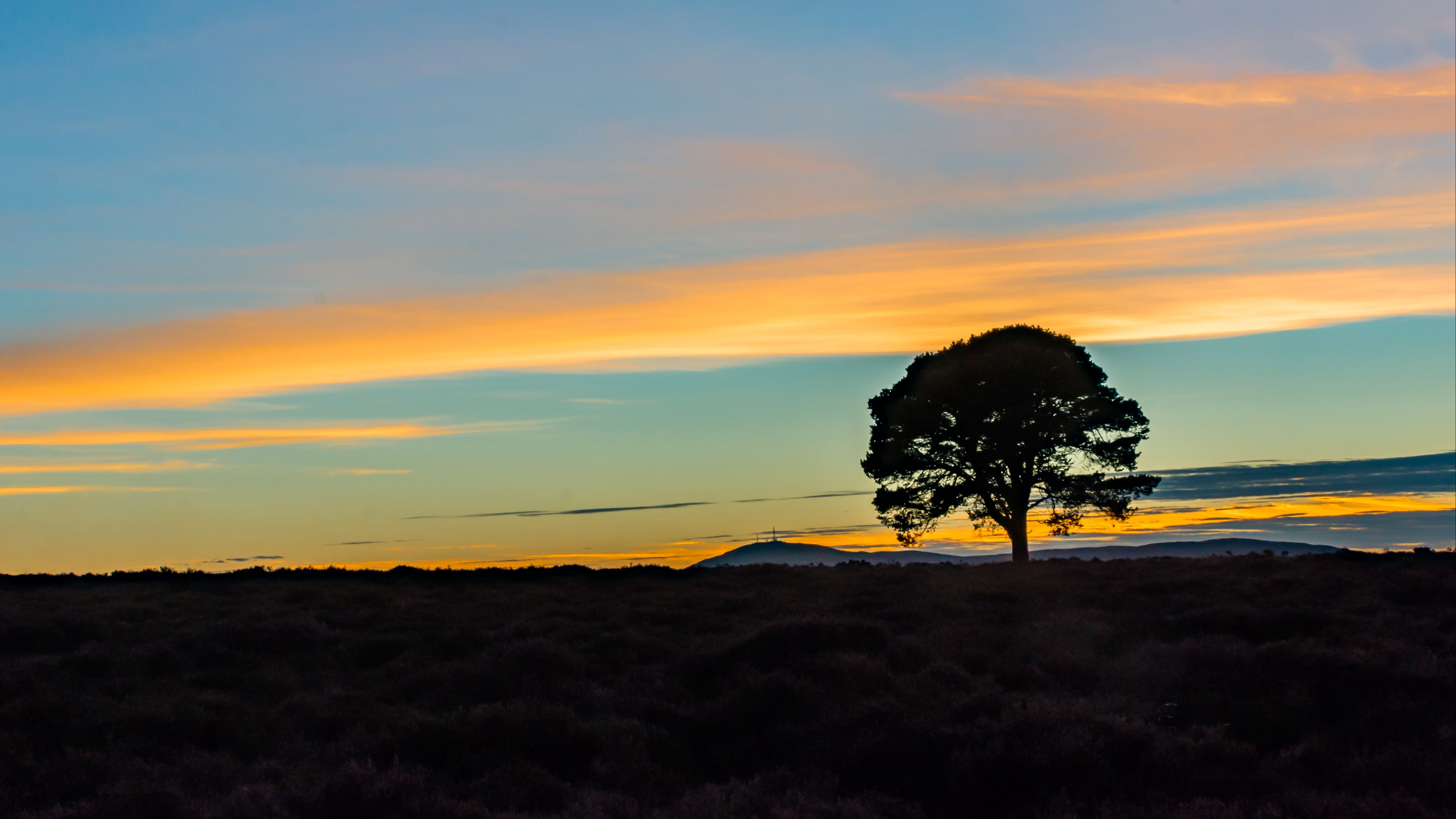 tree, silhouette, horizon, 4k, HD Wallpaper