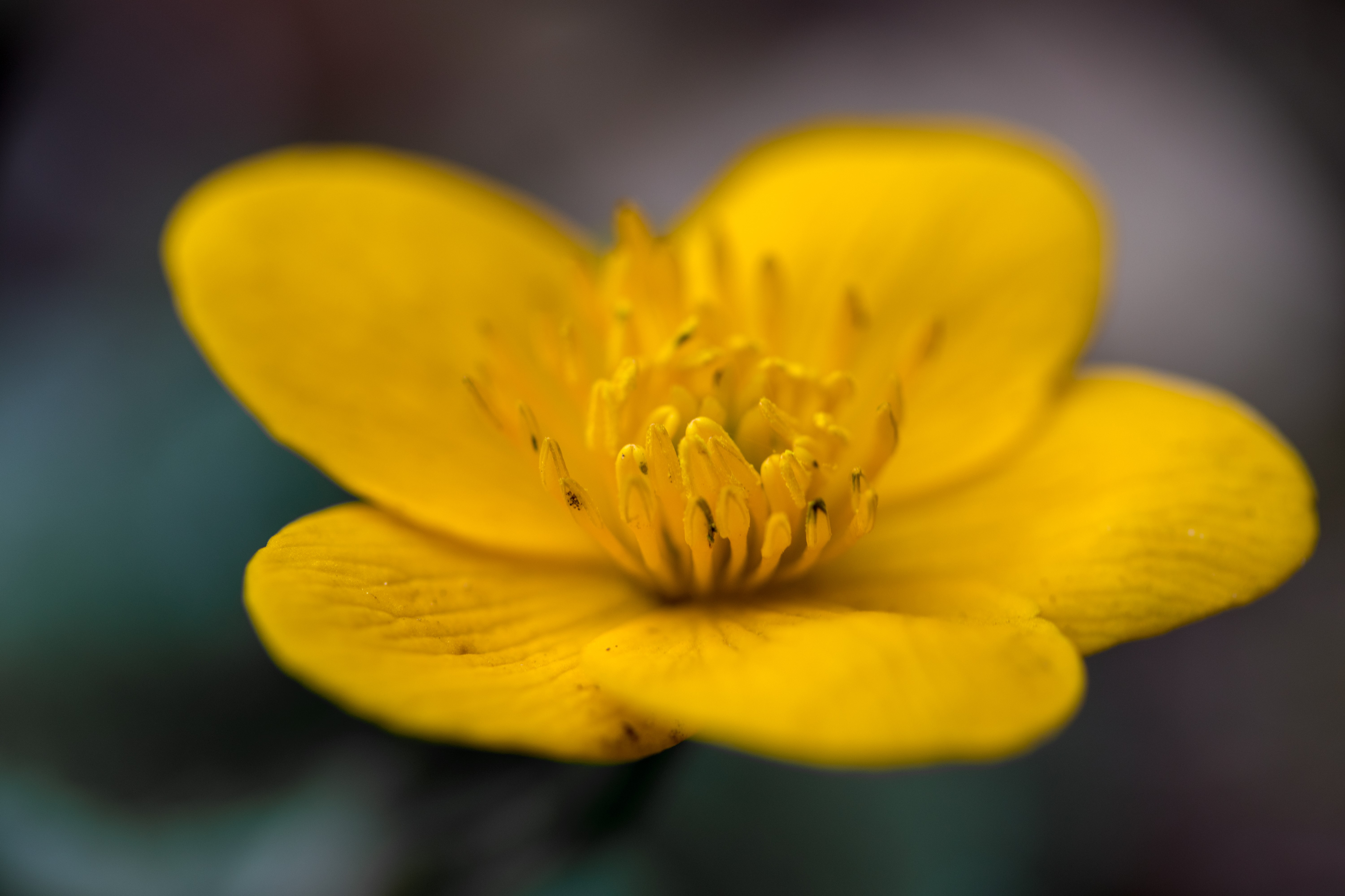 macro, closeup, nature, flowers, HD Wallpaper