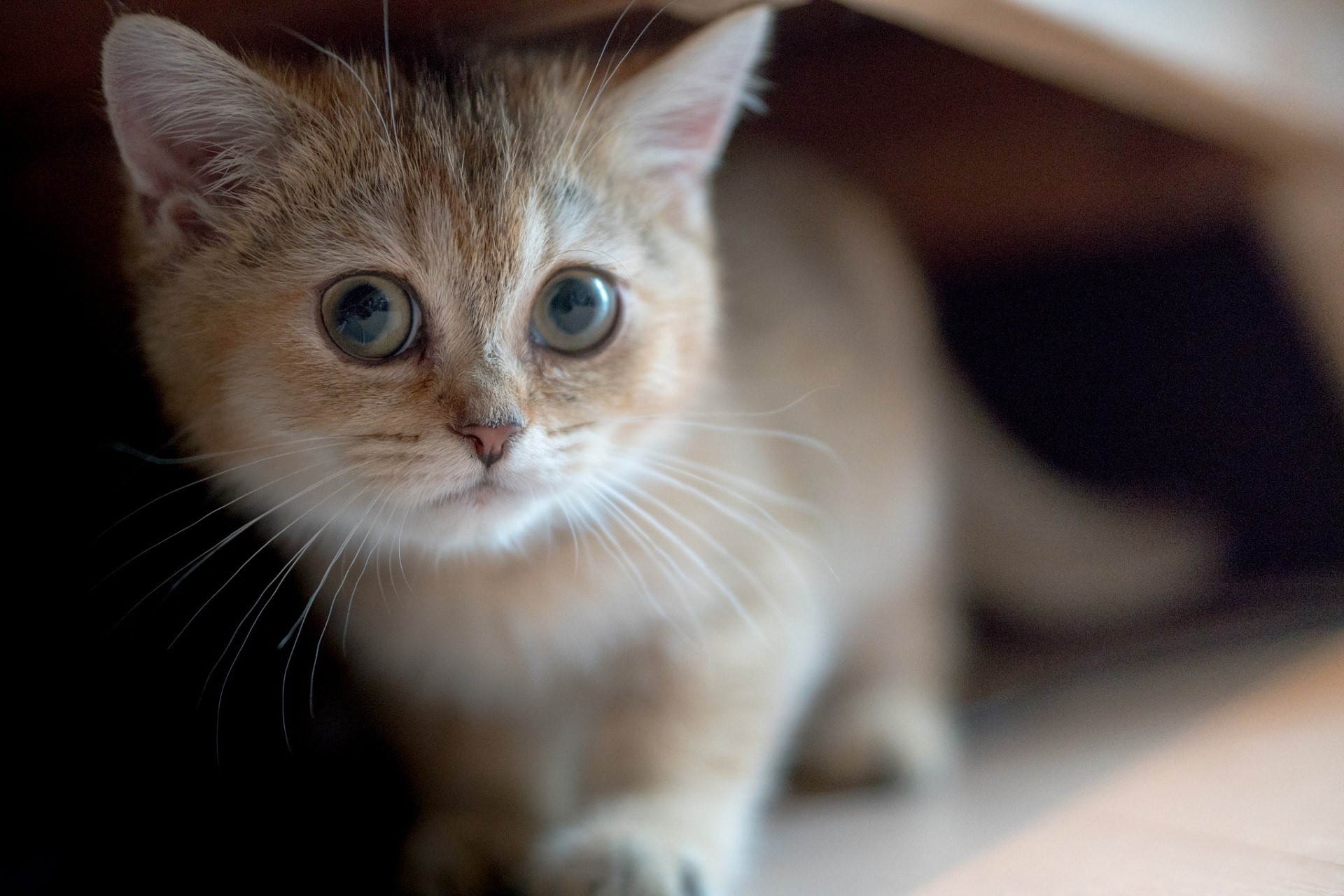 cats, kittens, animals, mammals, HD Wallpaper