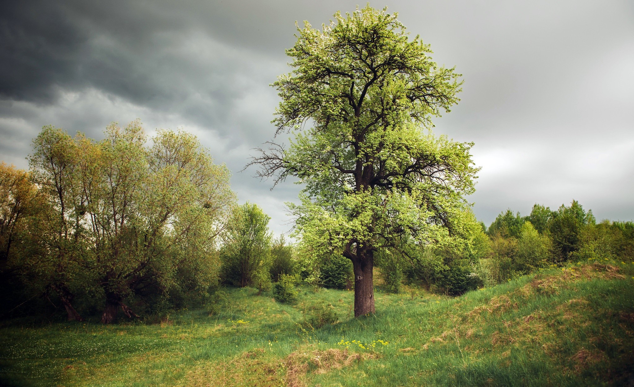 outdoors, plants, trees, HD Wallpaper