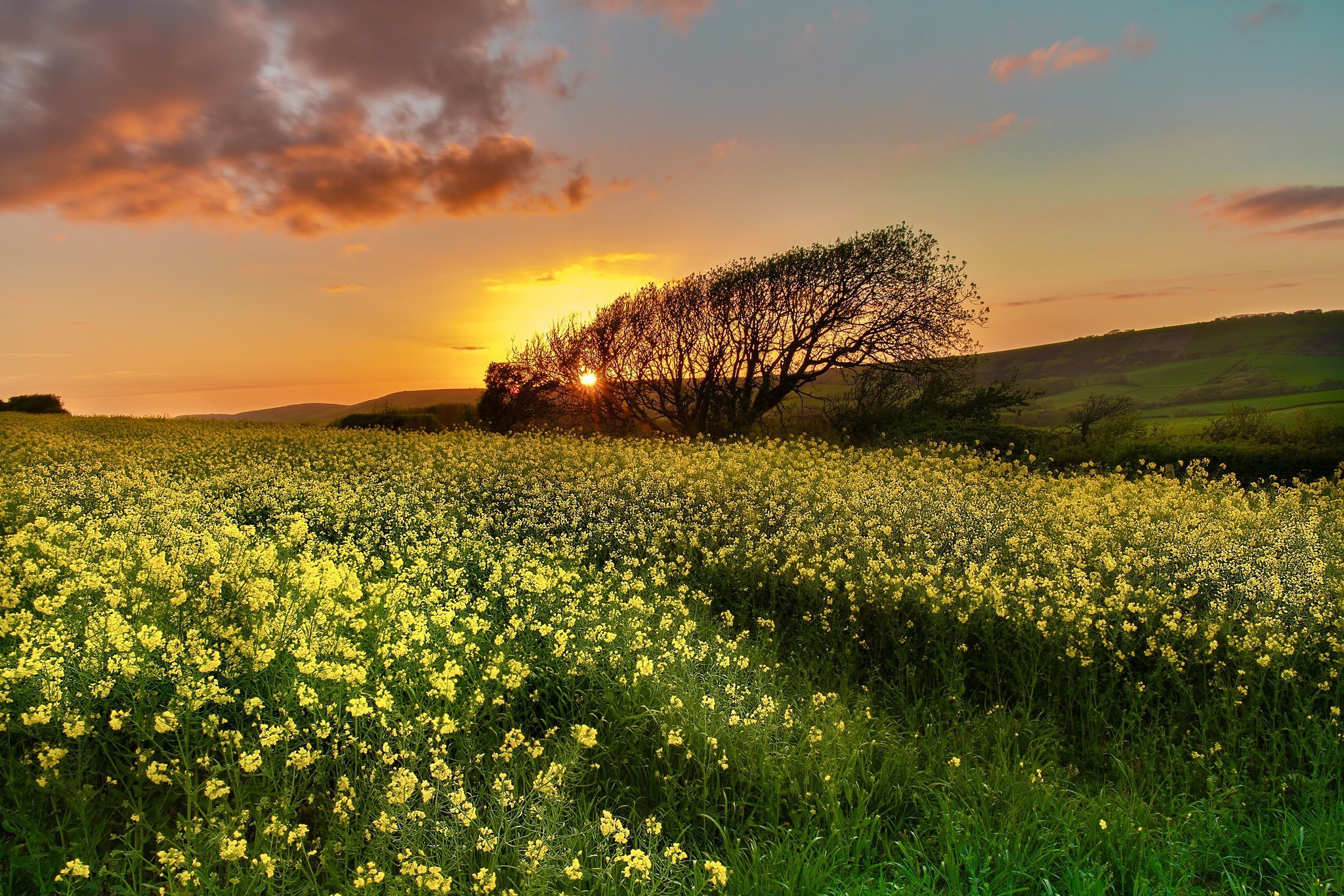 nature, field, flowers, sunlight, plants, HD Wallpaper