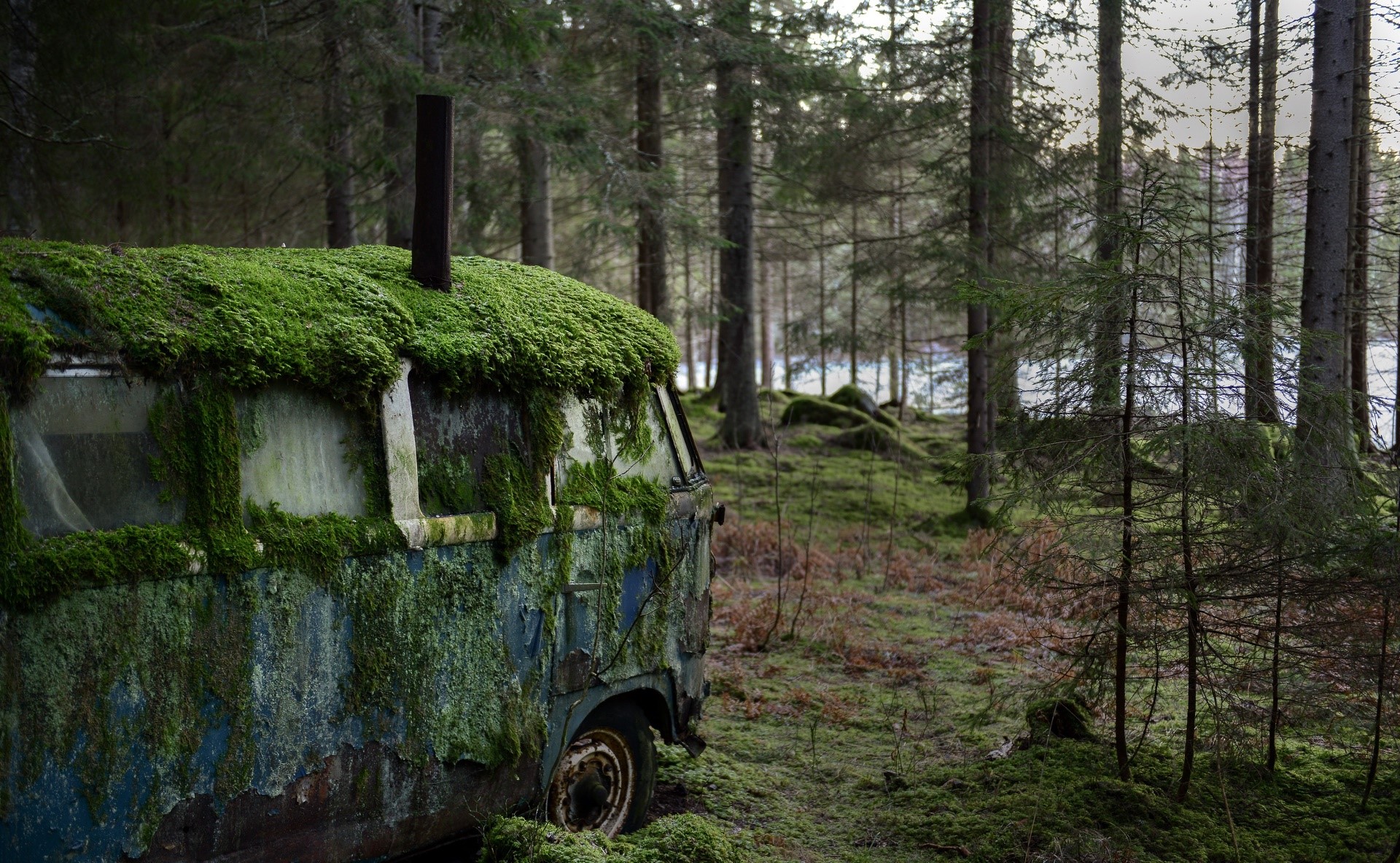 car, moss, outdoors, wreck, vehicle, HD Wallpaper