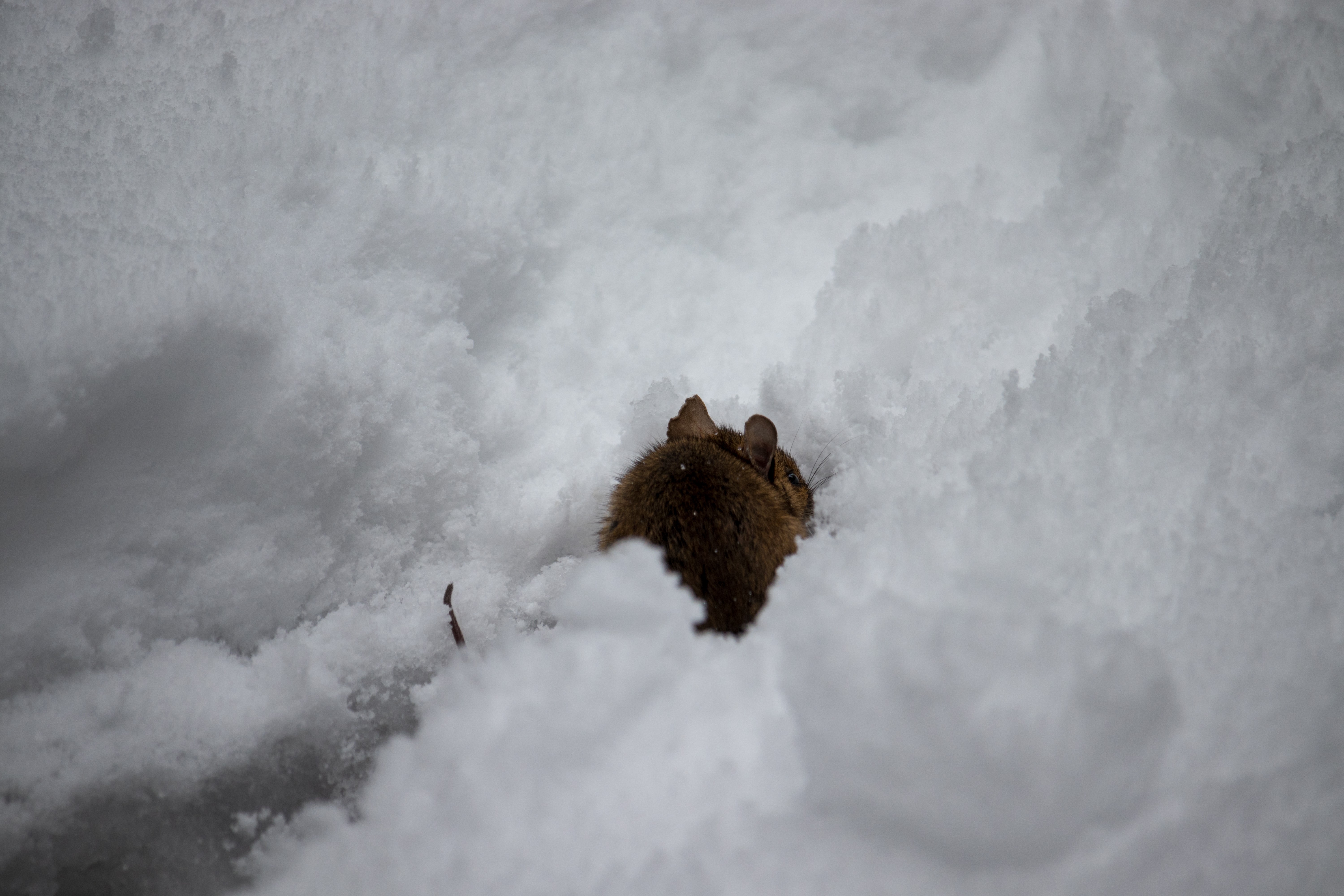 snow, hiking, animals, mammals, winter, HD Wallpaper