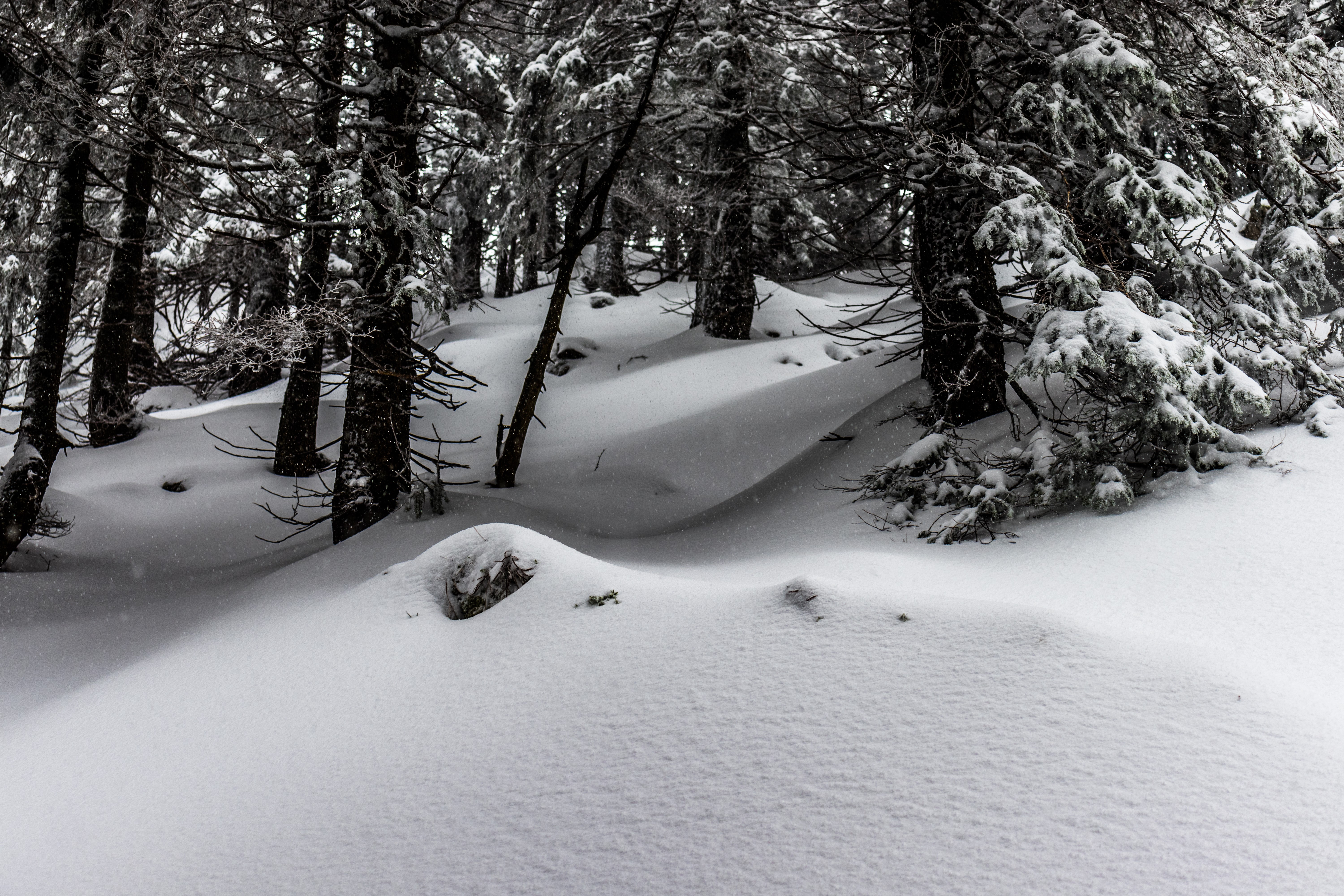 snow, fir-tree, landscape, snowflakes, winter, HD Wallpaper
