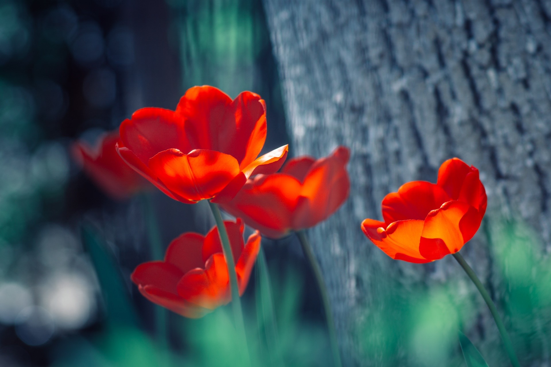 plants, flowers, red flowers, tulips, HD Wallpaper