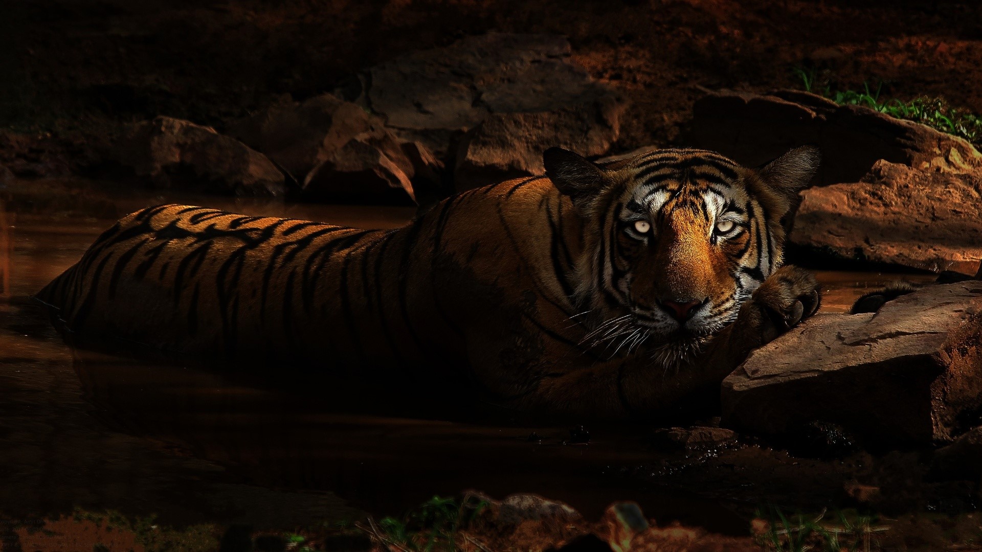 nature, animals, tiger, dark, wildlife, rock, big cats, water, stone, cat eyes, HD Wallpaper