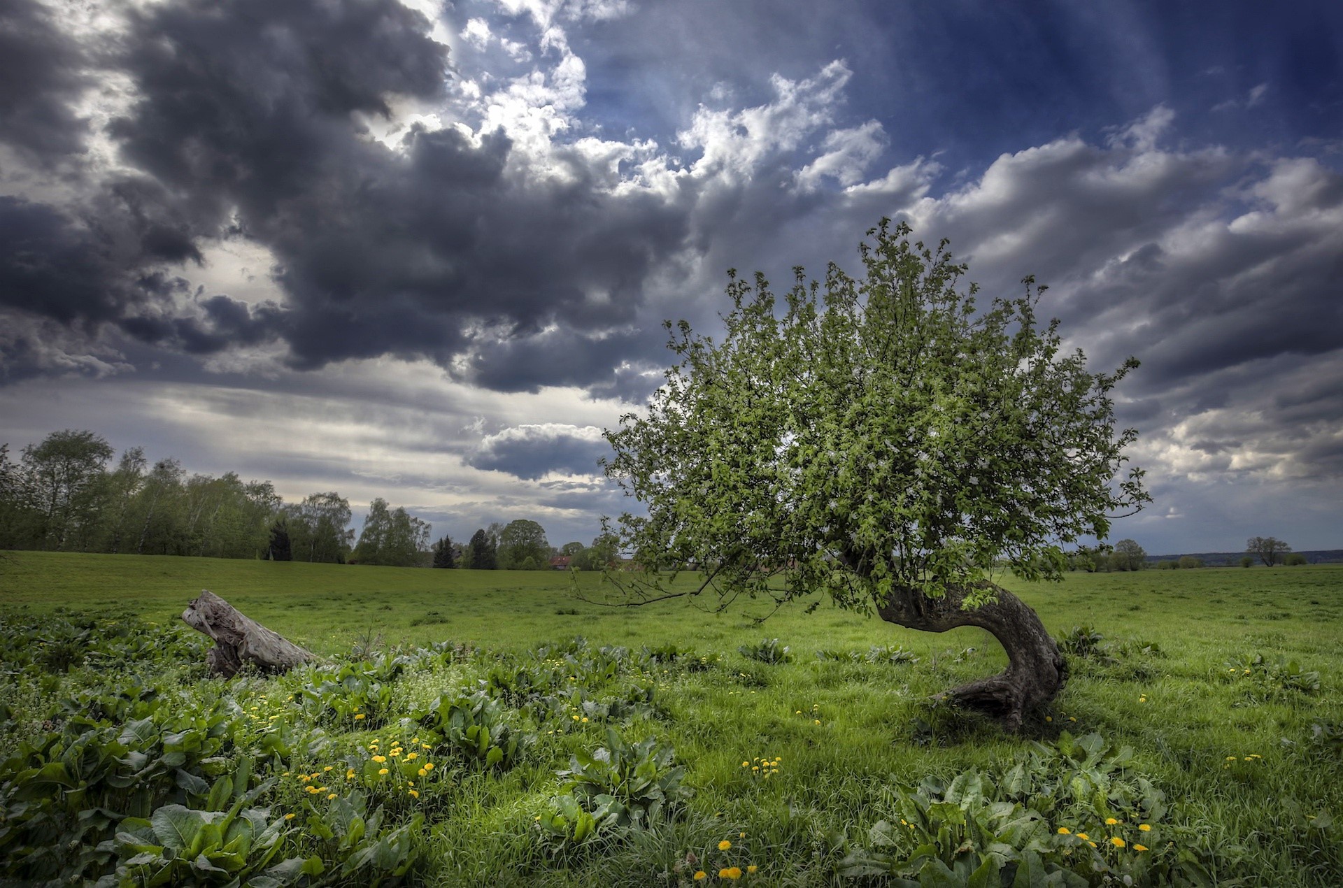field, nature, sky, trees, clouds, HD Wallpaper