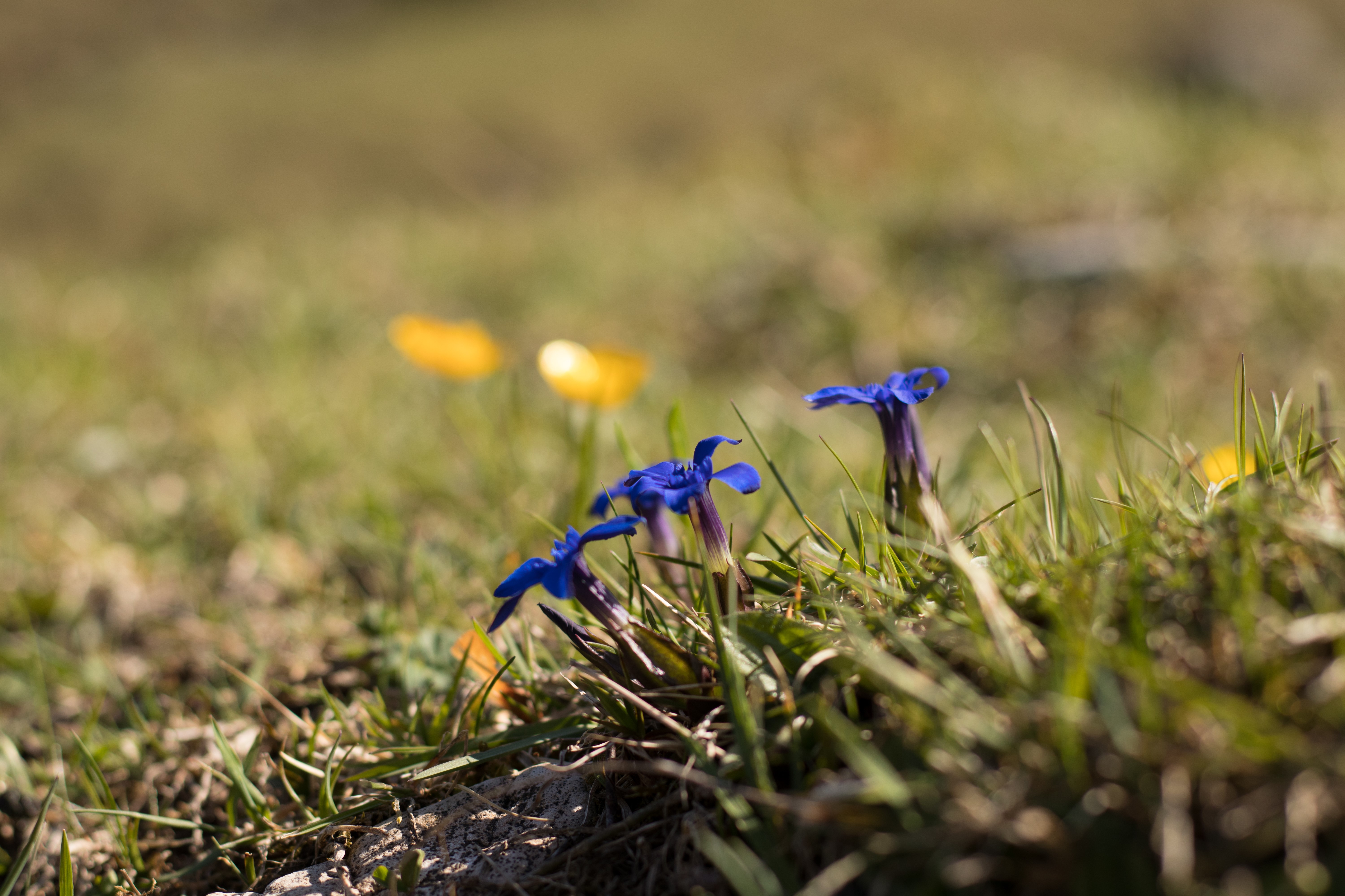 flowers, nature, bokeh, HD Wallpaper