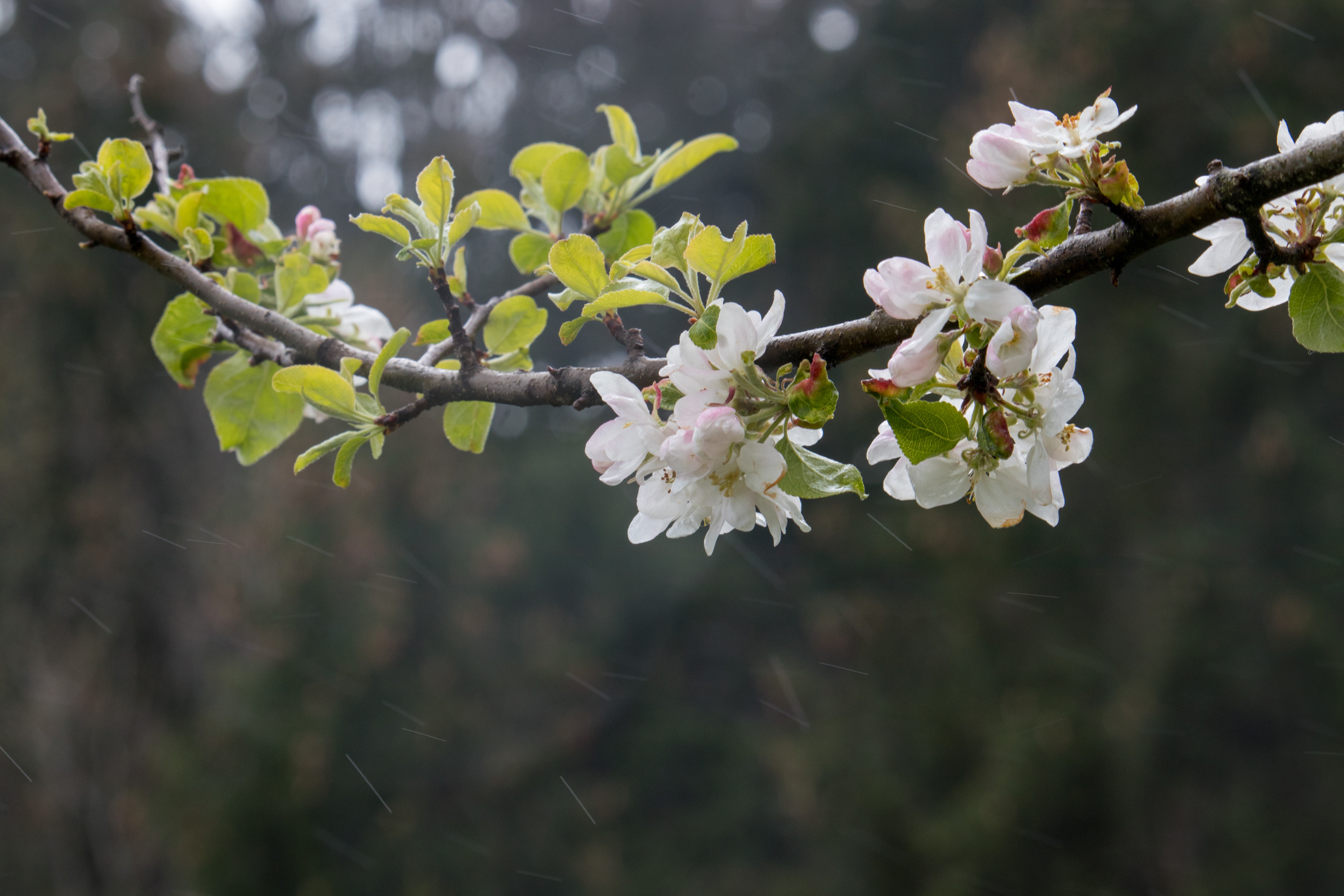 apple blossom, nature, plants, HD Wallpaper