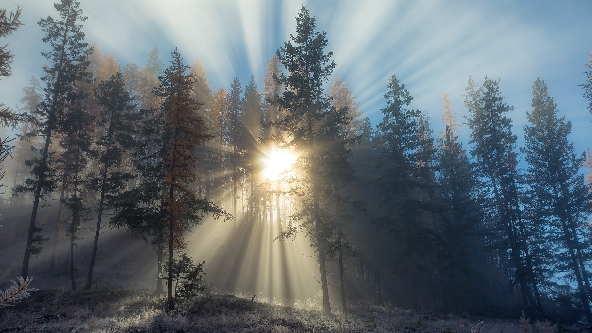 sun rays, trees, wood, Sun, nature, frost, sunlight, HD Wallpaper