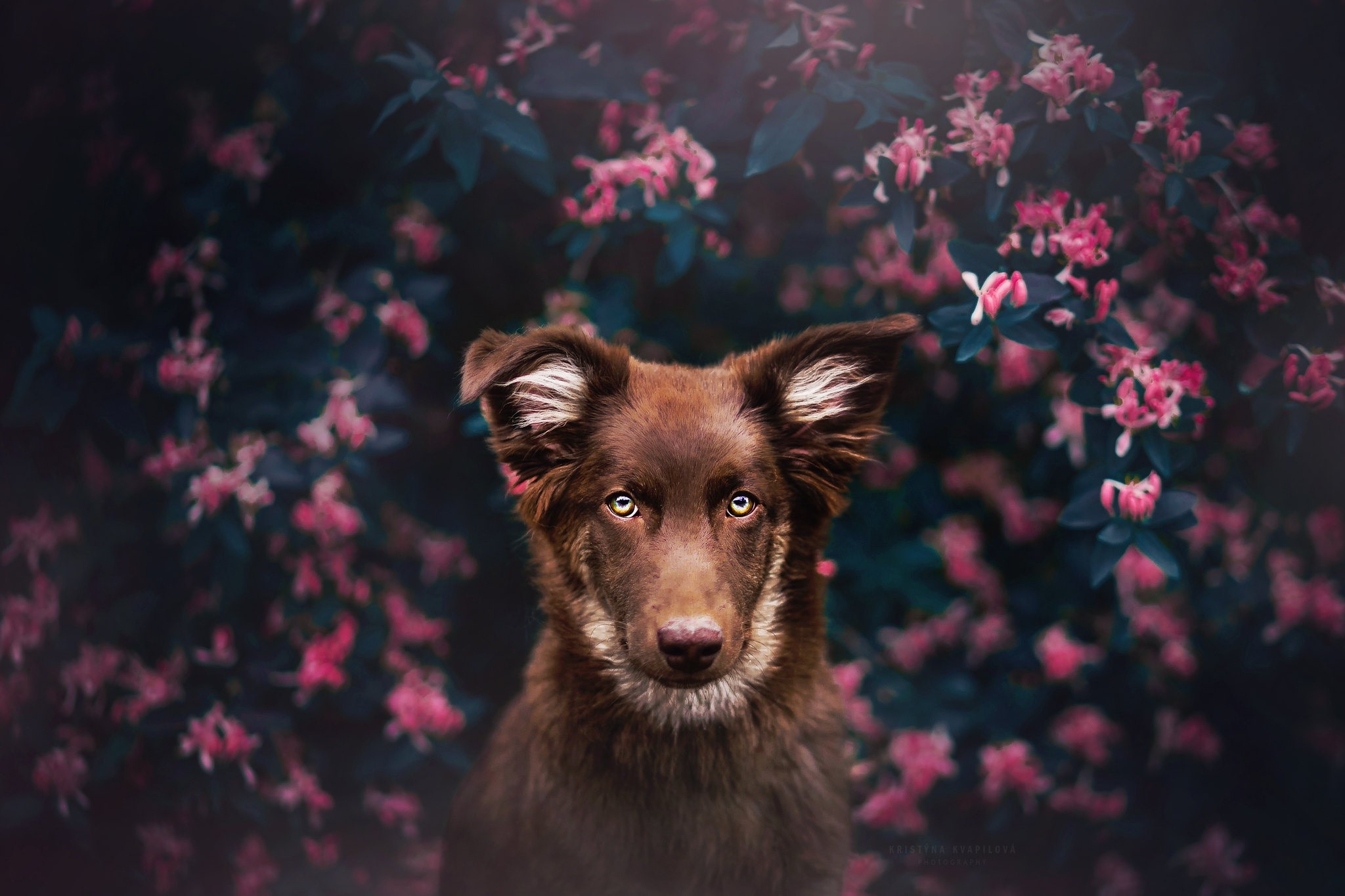 dog, animals, mammals, plants, HD Wallpaper