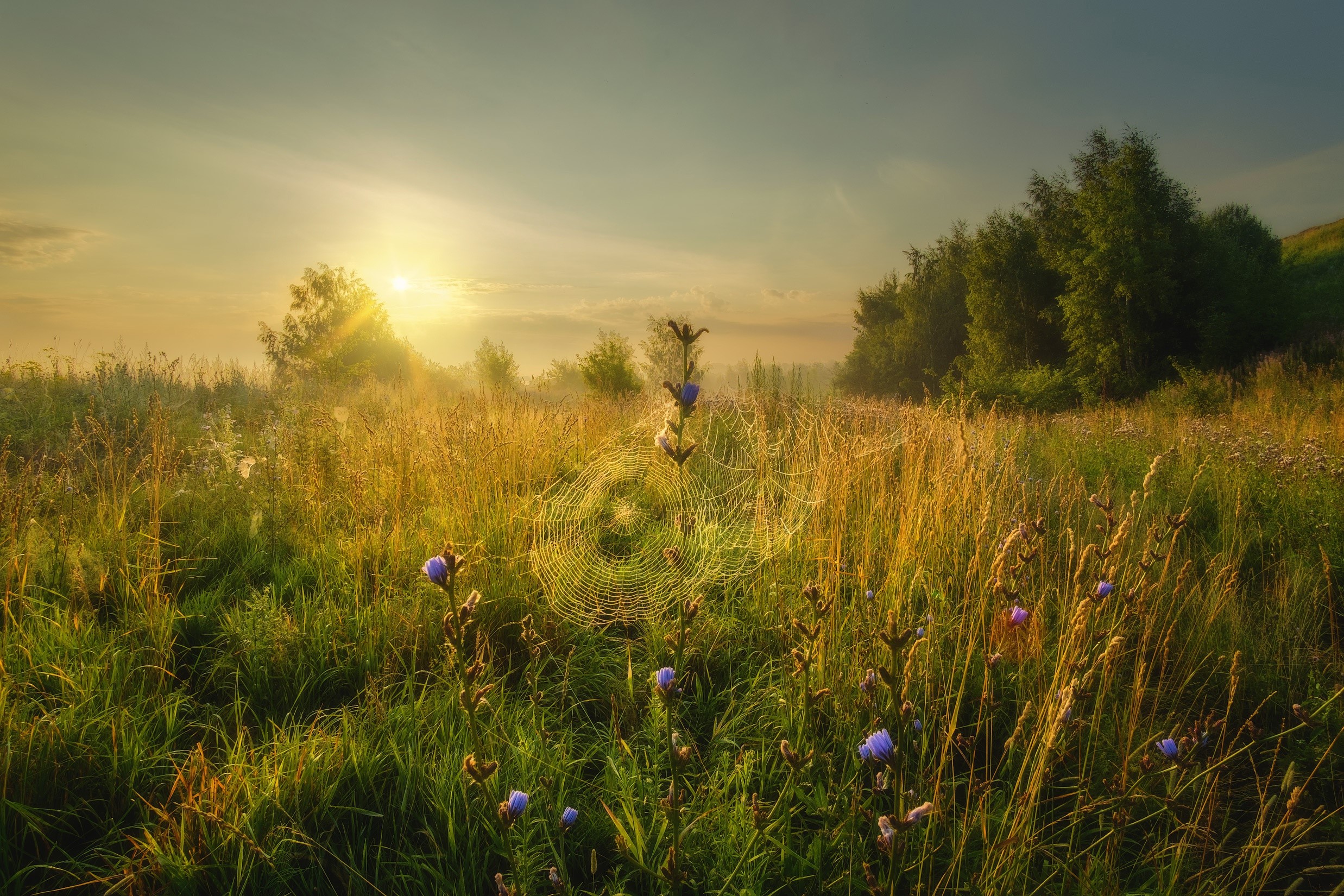 nature, plants, flowers, sunlight, field, spiderwebs, HD Wallpaper