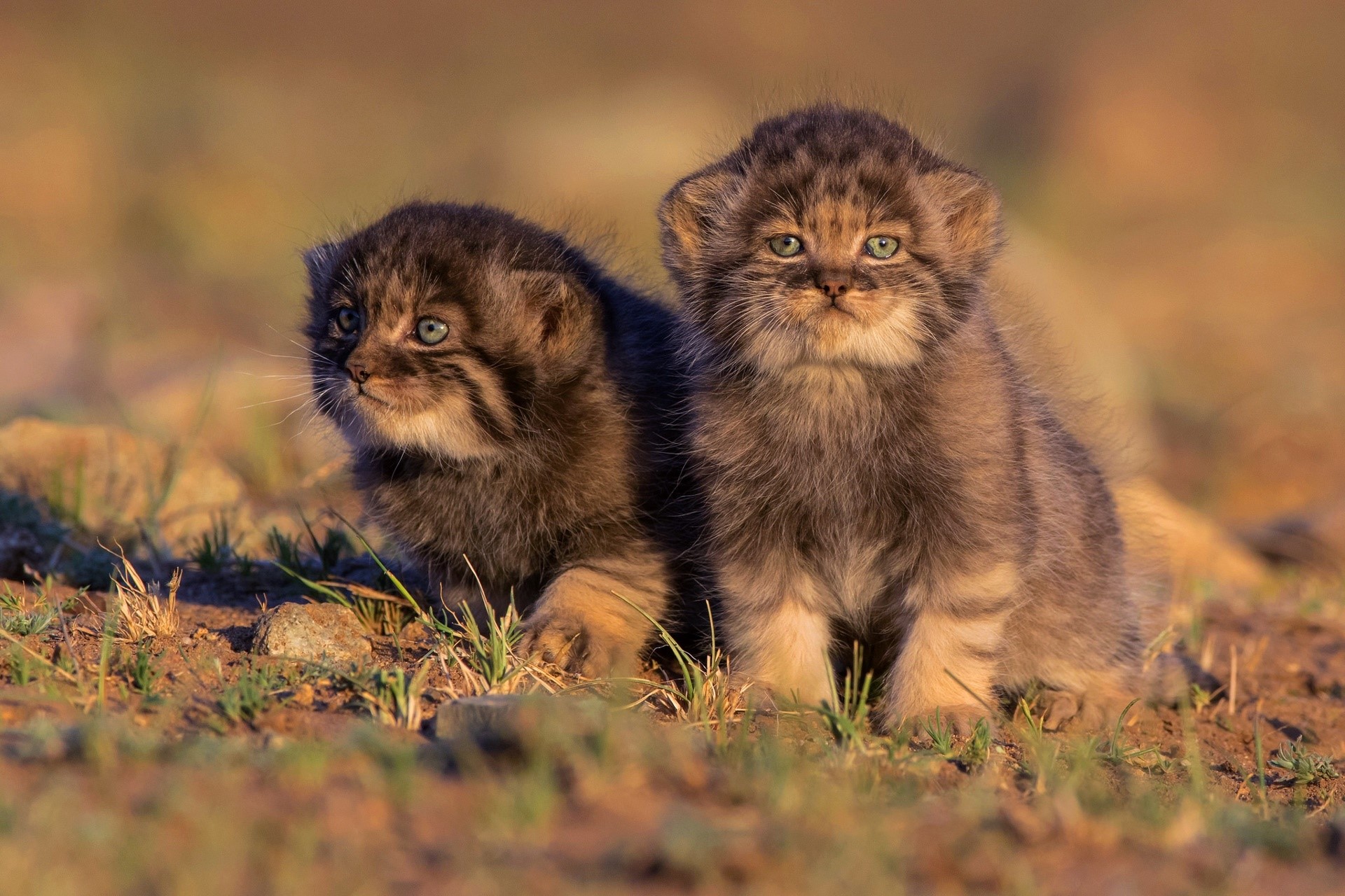 wild cat, animals, cats, baby animals, mammals, HD Wallpaper