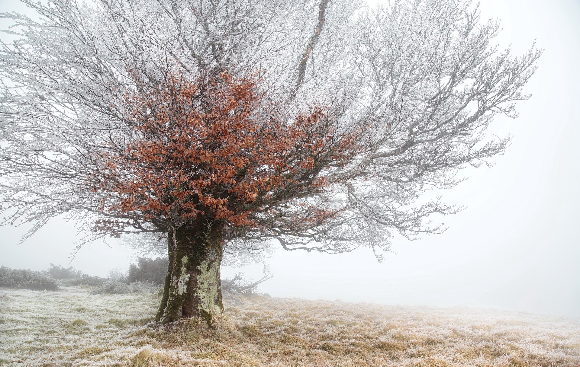 nature, winter, mist, trees, HD Wallpaper