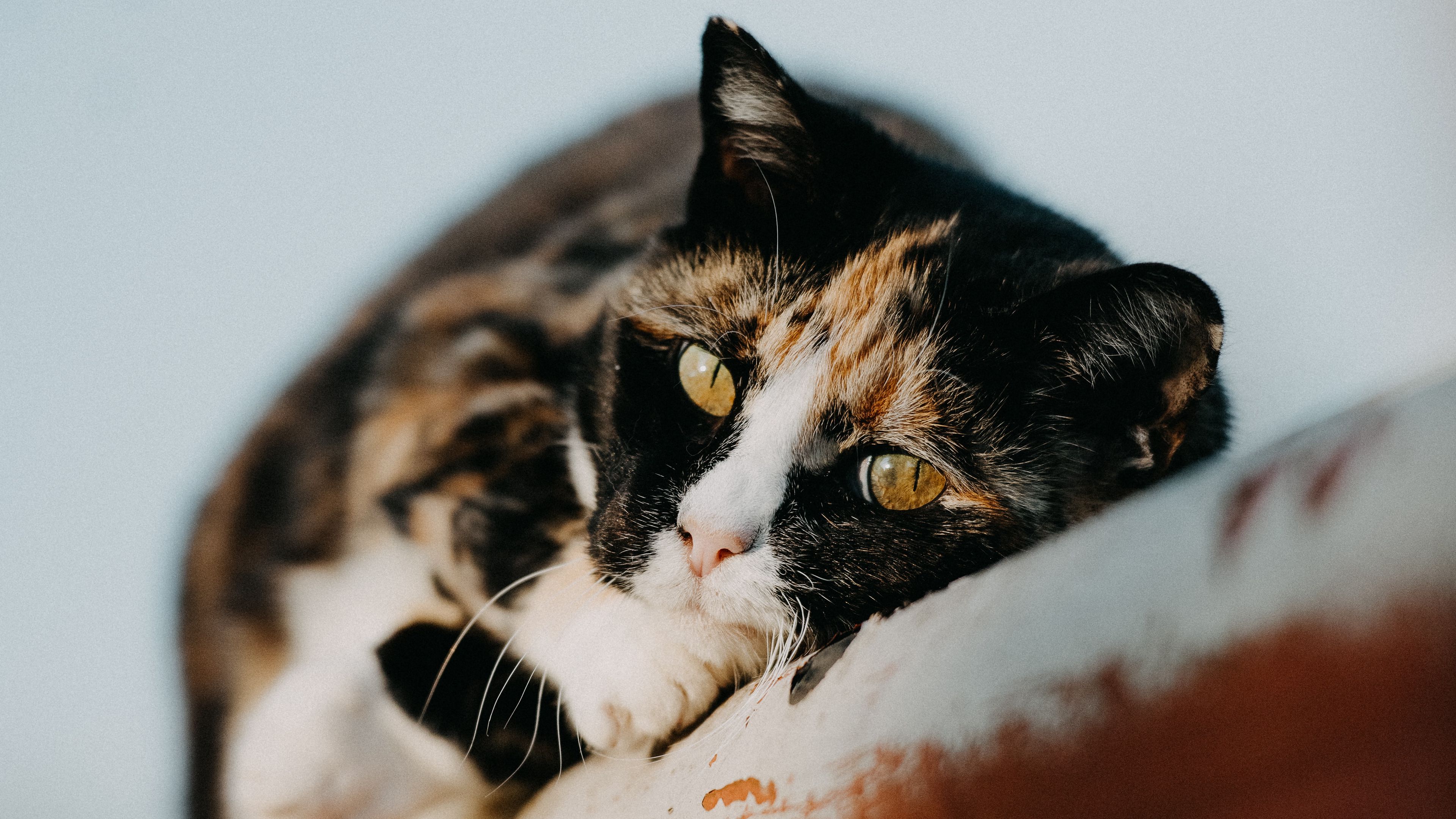 cat, pet, cute, 4k, HD Wallpaper