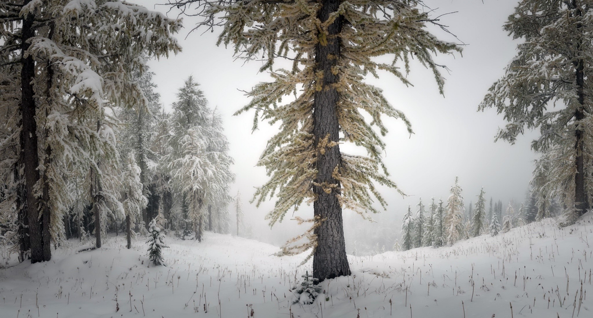 nature, trees, winter, snow, landscape, HD Wallpaper