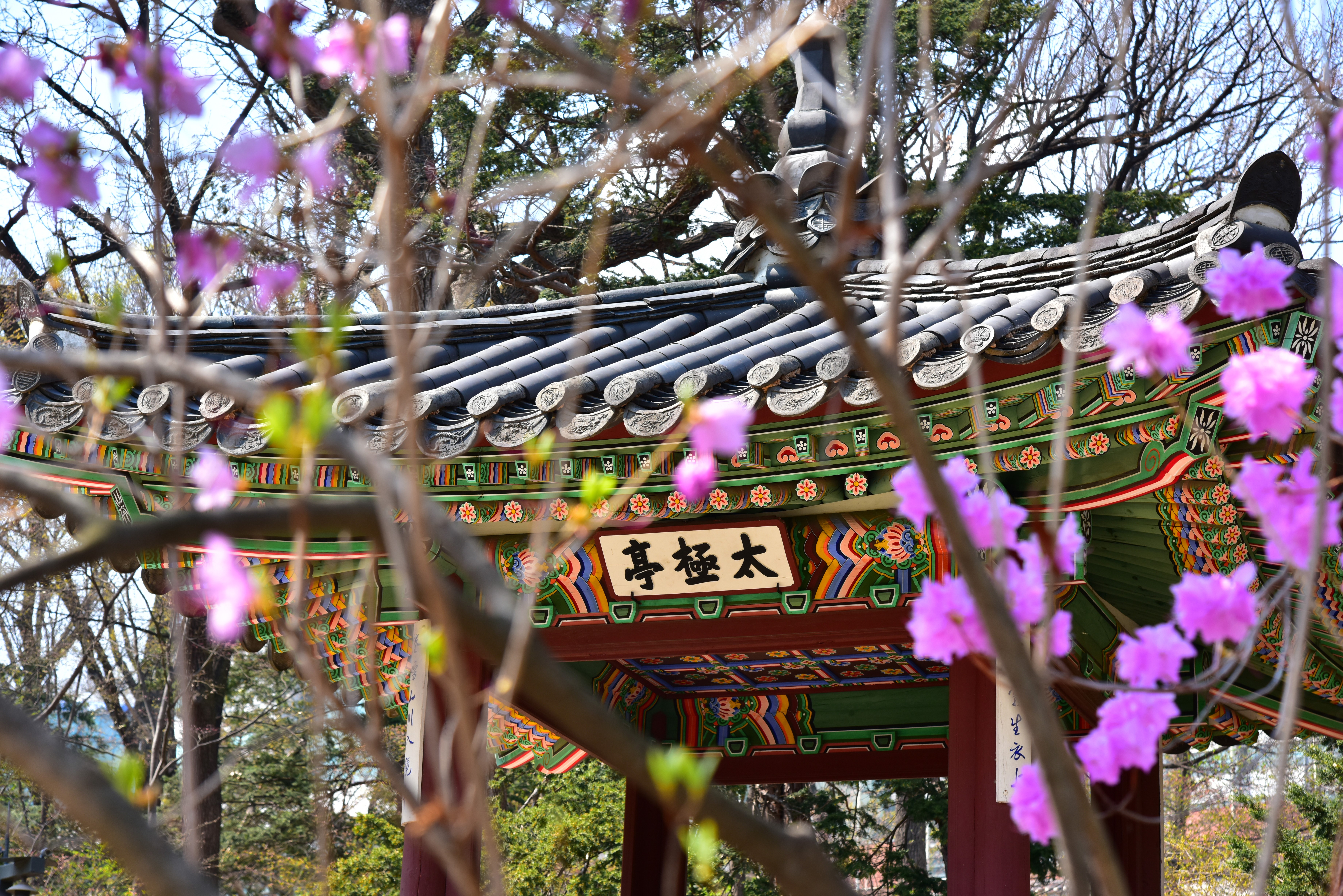 Korean, architecture, plants, HD Wallpaper