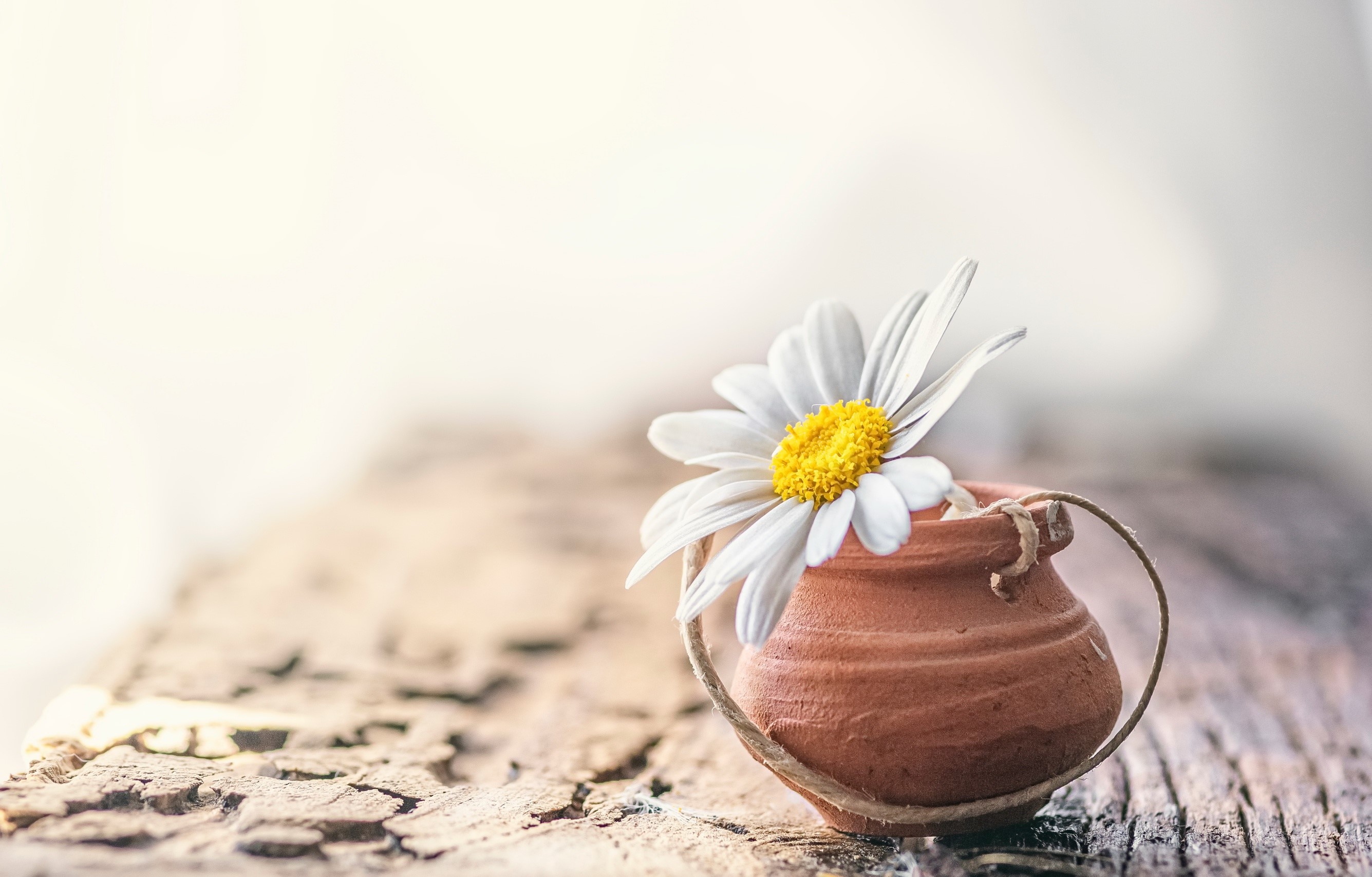 Chamomile, flowers, white background, white flowers, plants, simple background, HD Wallpaper
