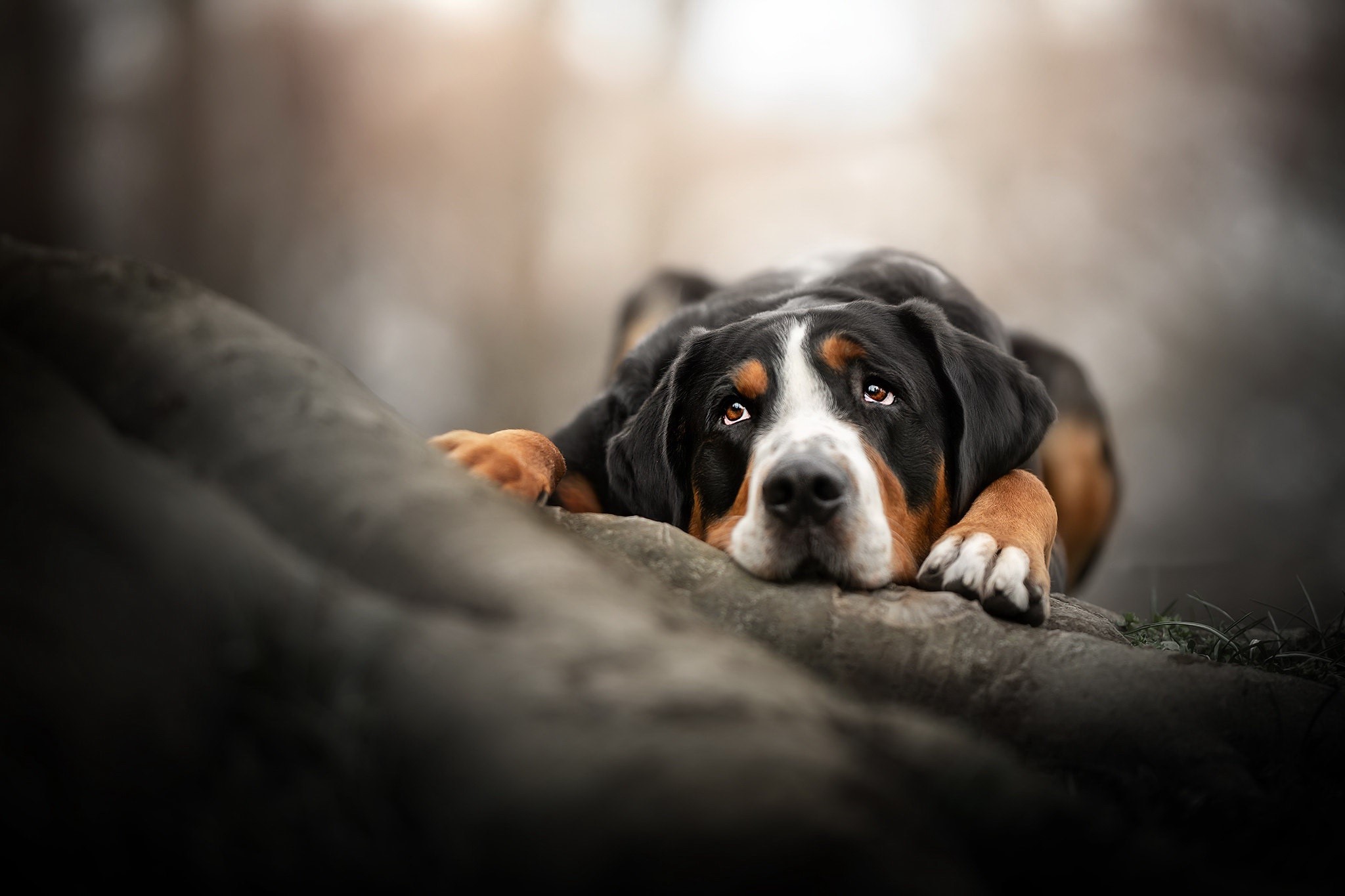 dog, animals, mammals, HD Wallpaper