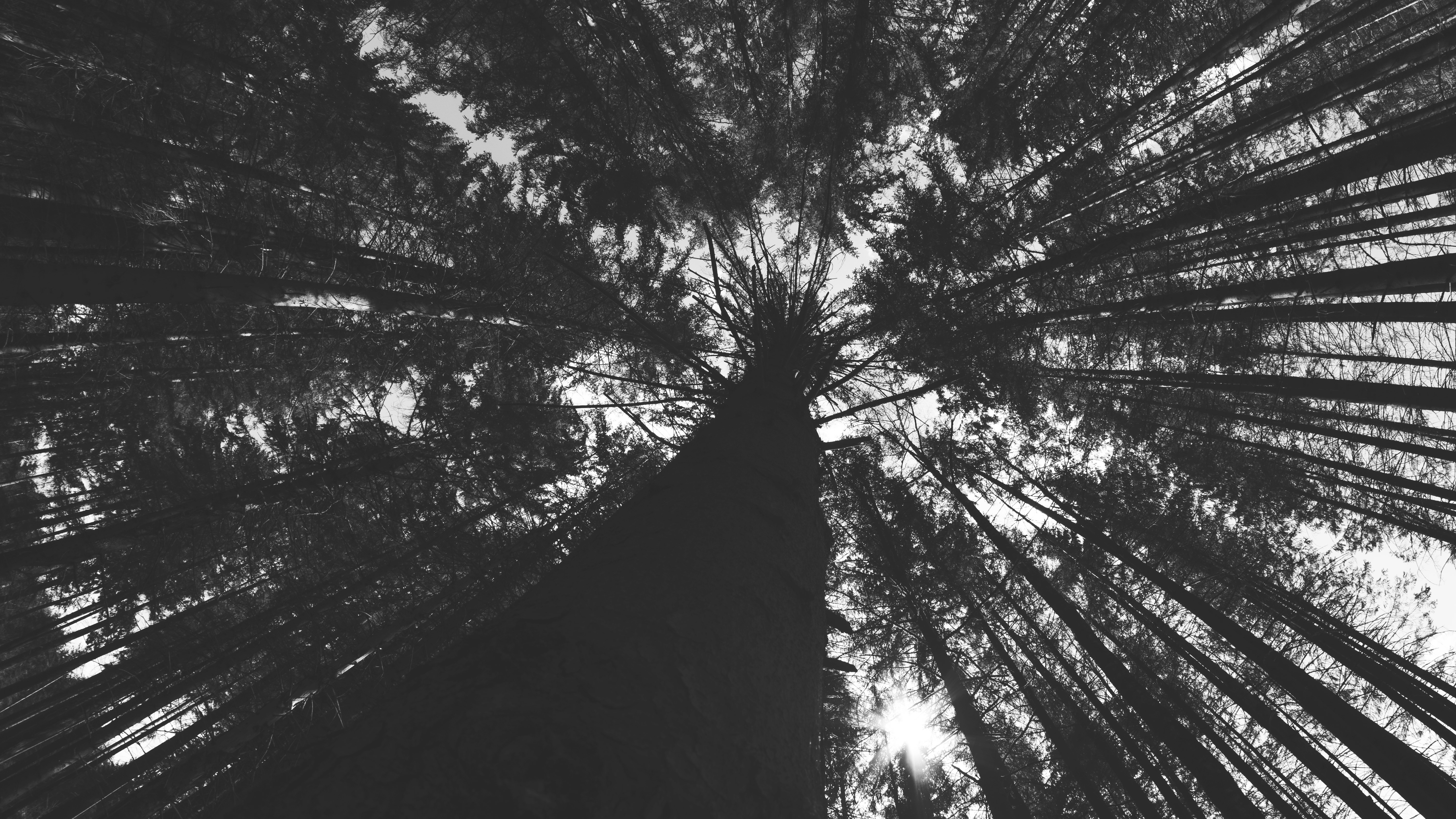nature, trees, sky, forest, Sun, monochrome, HD Wallpaper