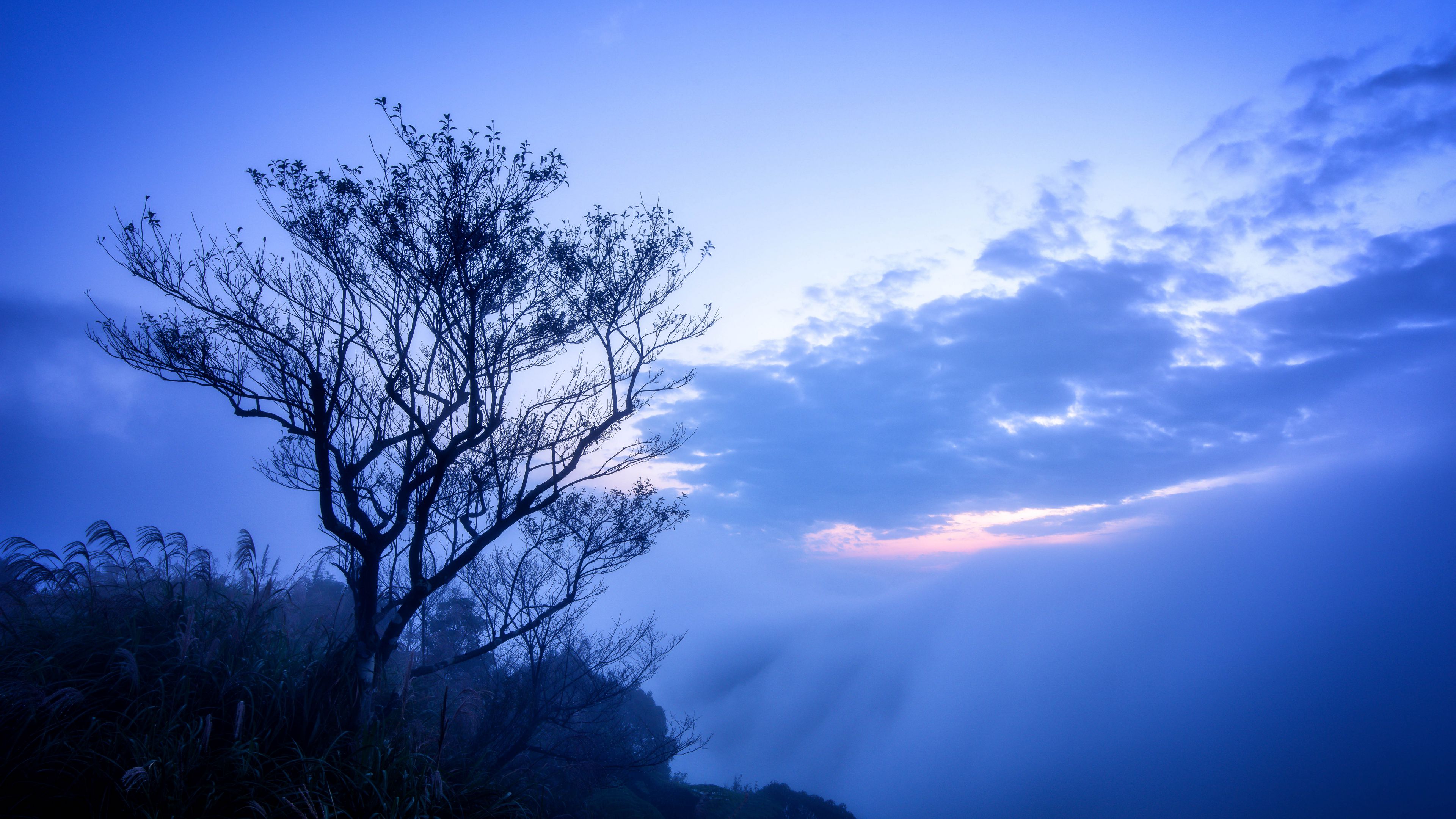 tree, fog, branches, sky, clouds, 4k, HD Wallpaper