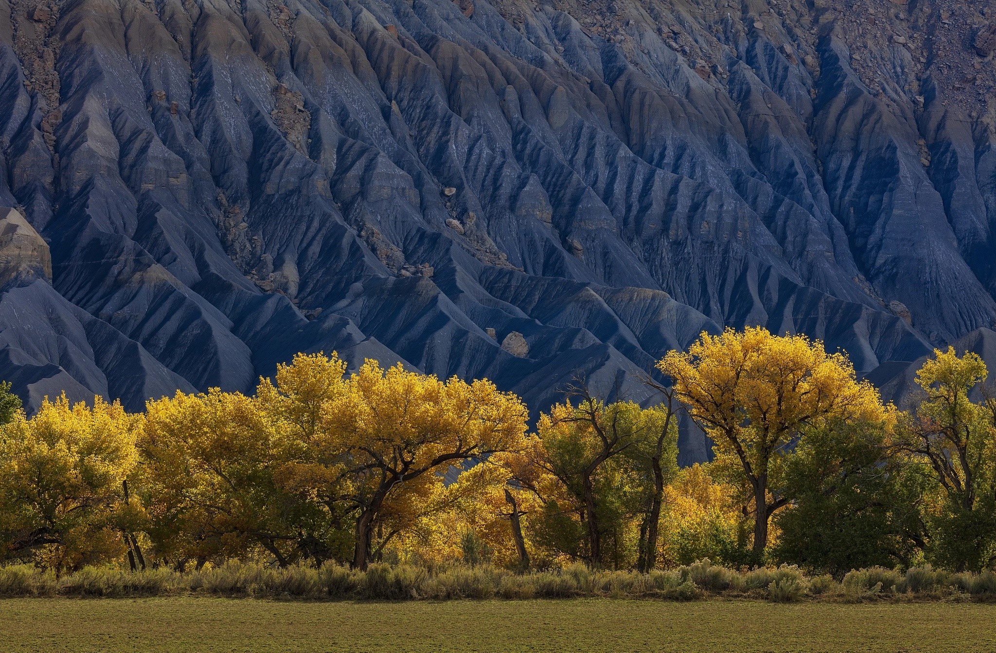 fall, nature, trees, HD Wallpaper