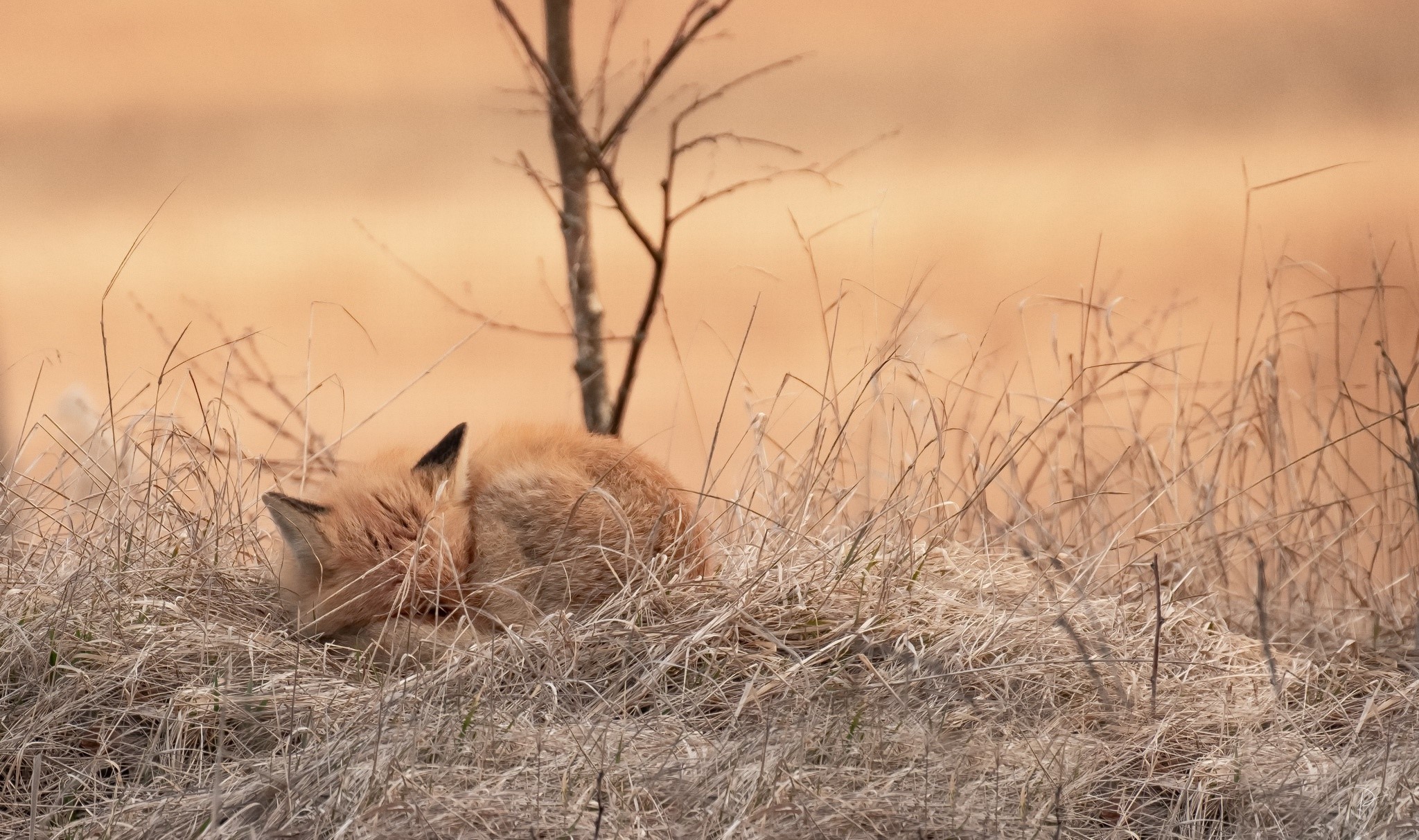 nature, animals, fox, mammals, HD Wallpaper