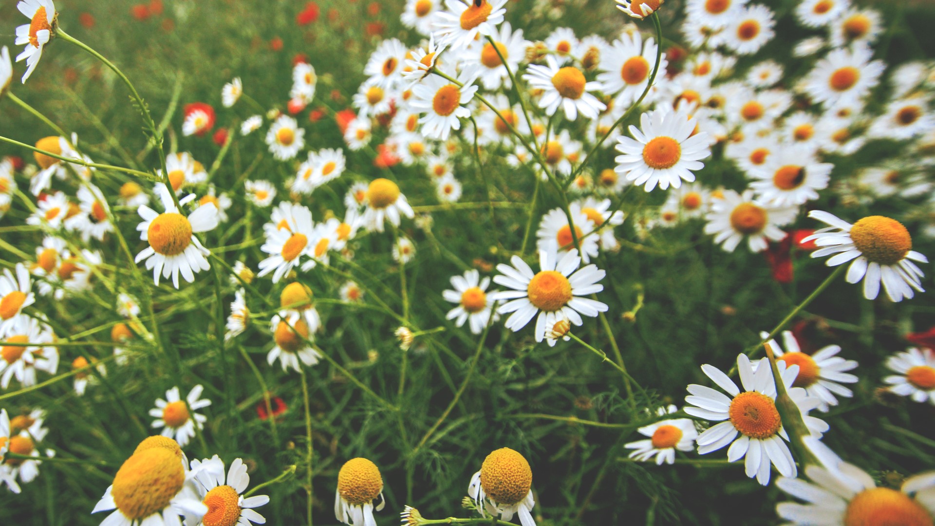 nature, plants, landscape, flowers, grass, field, yellow, Chamomile, HD Wallpaper