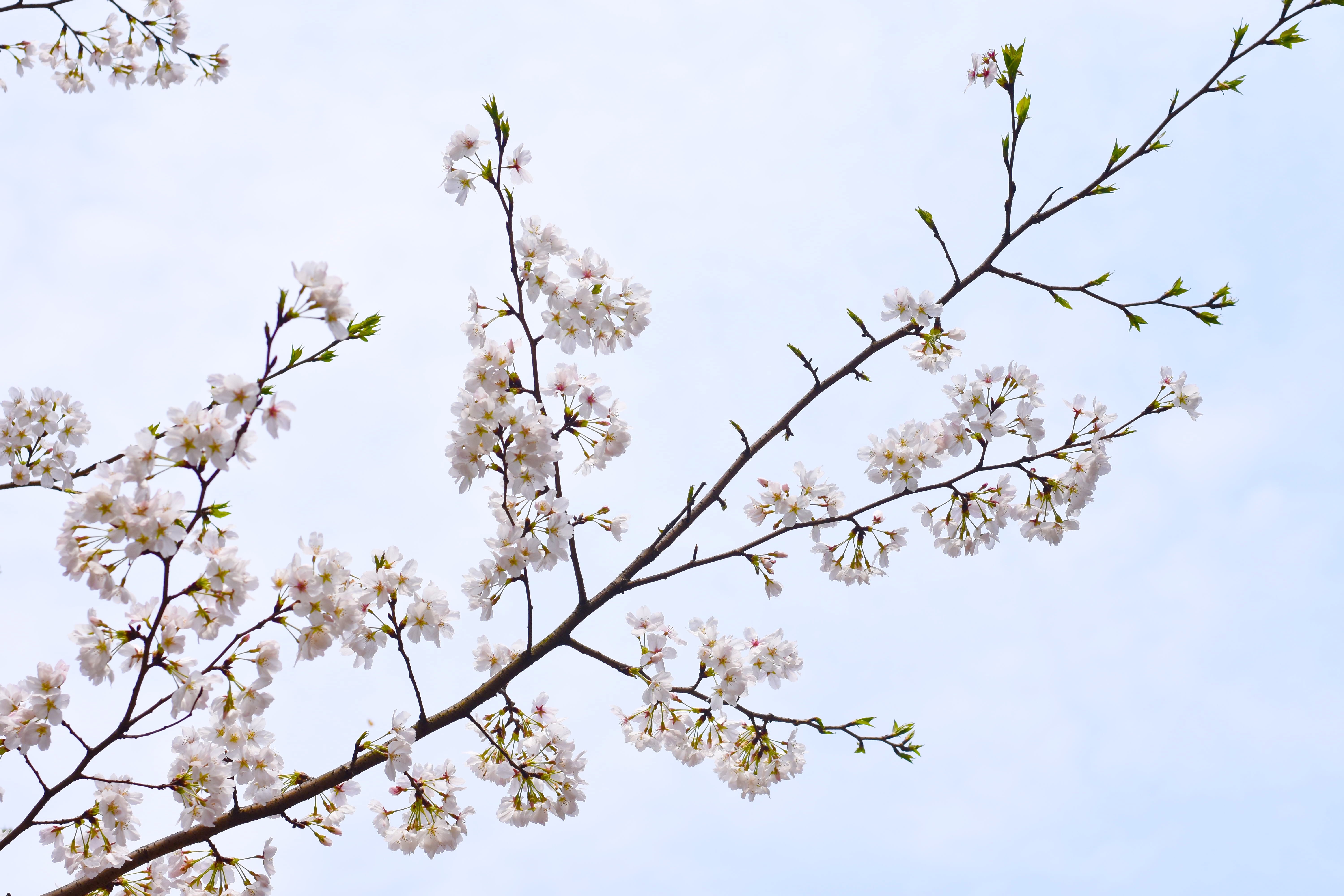 cherry blossom, plants, flowers, HD Wallpaper