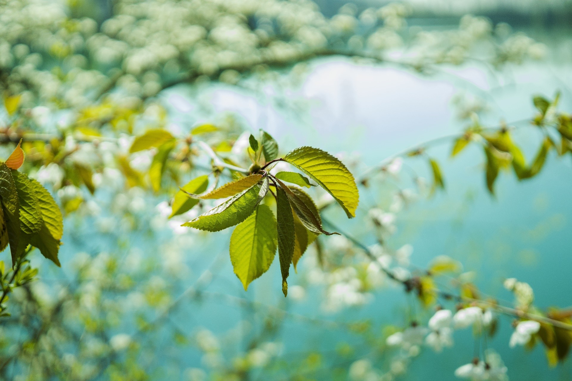 nature, twigs, plants, leaves, HD Wallpaper