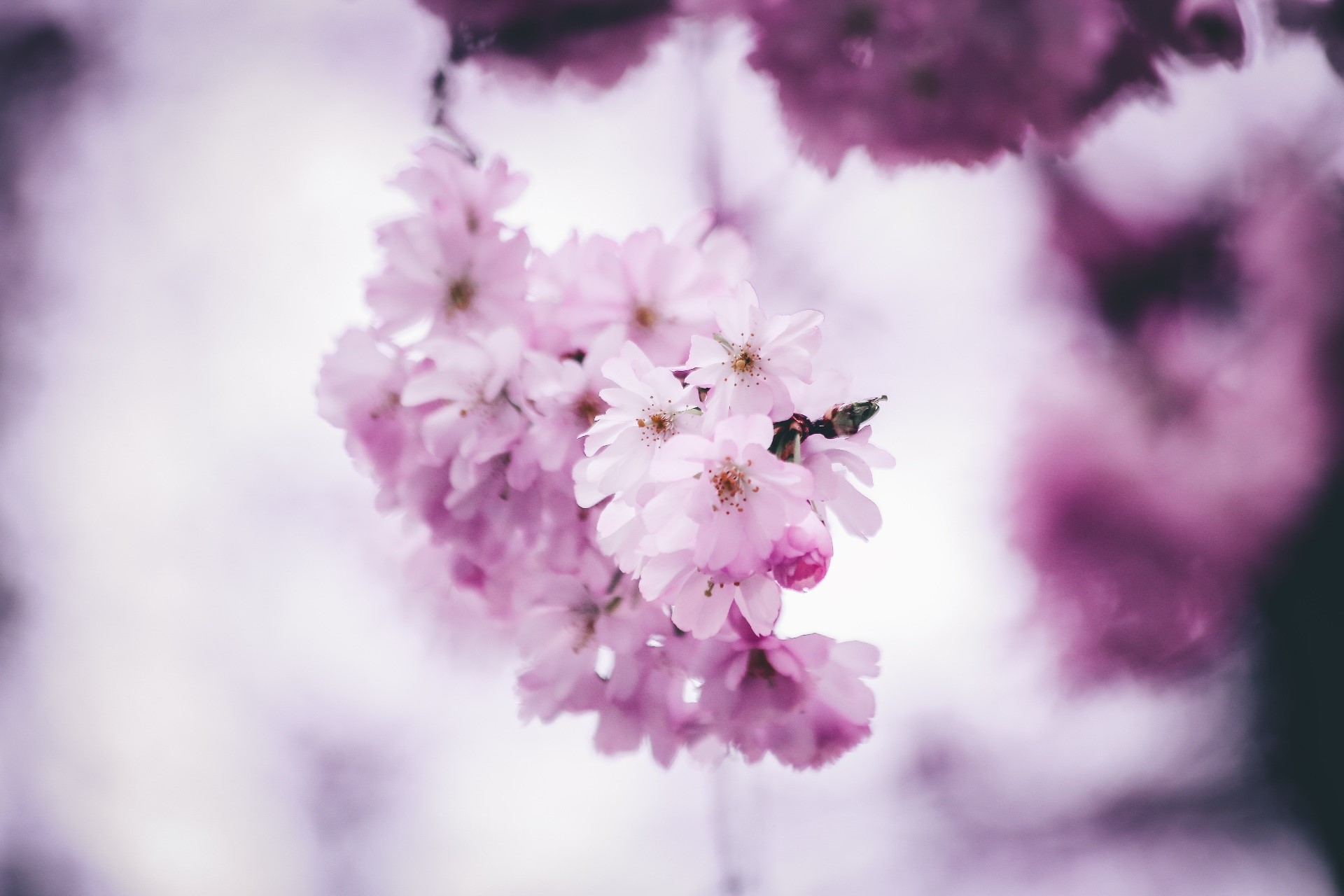 flowers, plants, pink flowers, pink, purple, HD Wallpaper