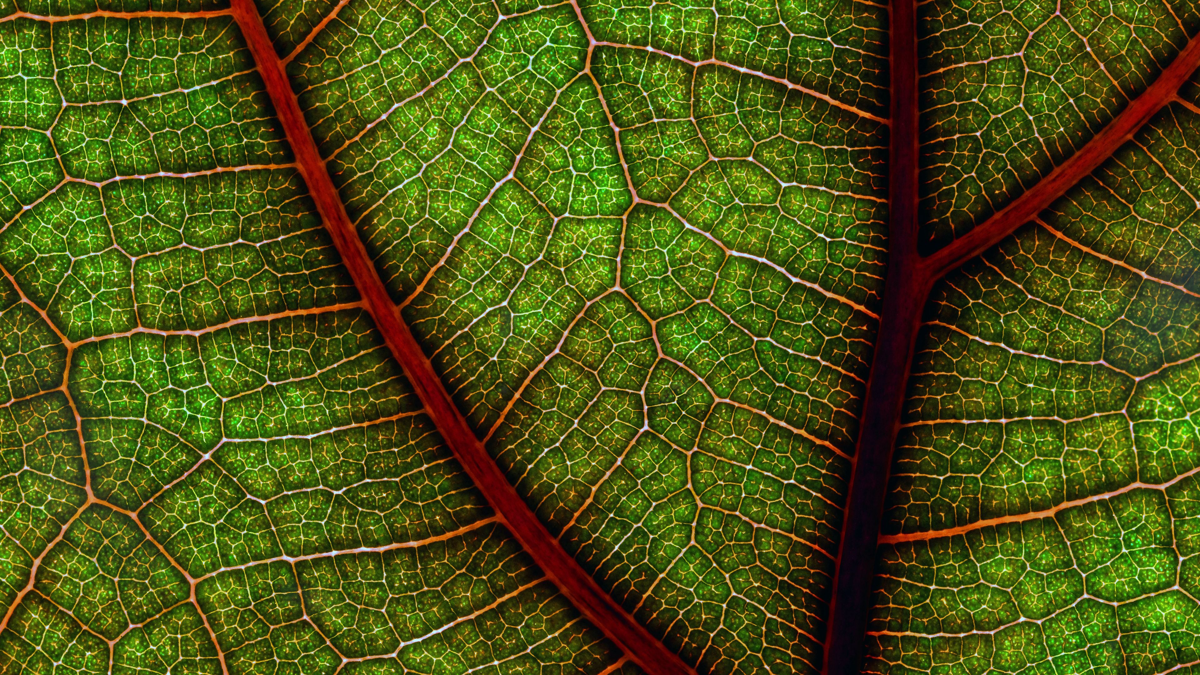 leaf, macro, cranny, 4k, HD Wallpaper