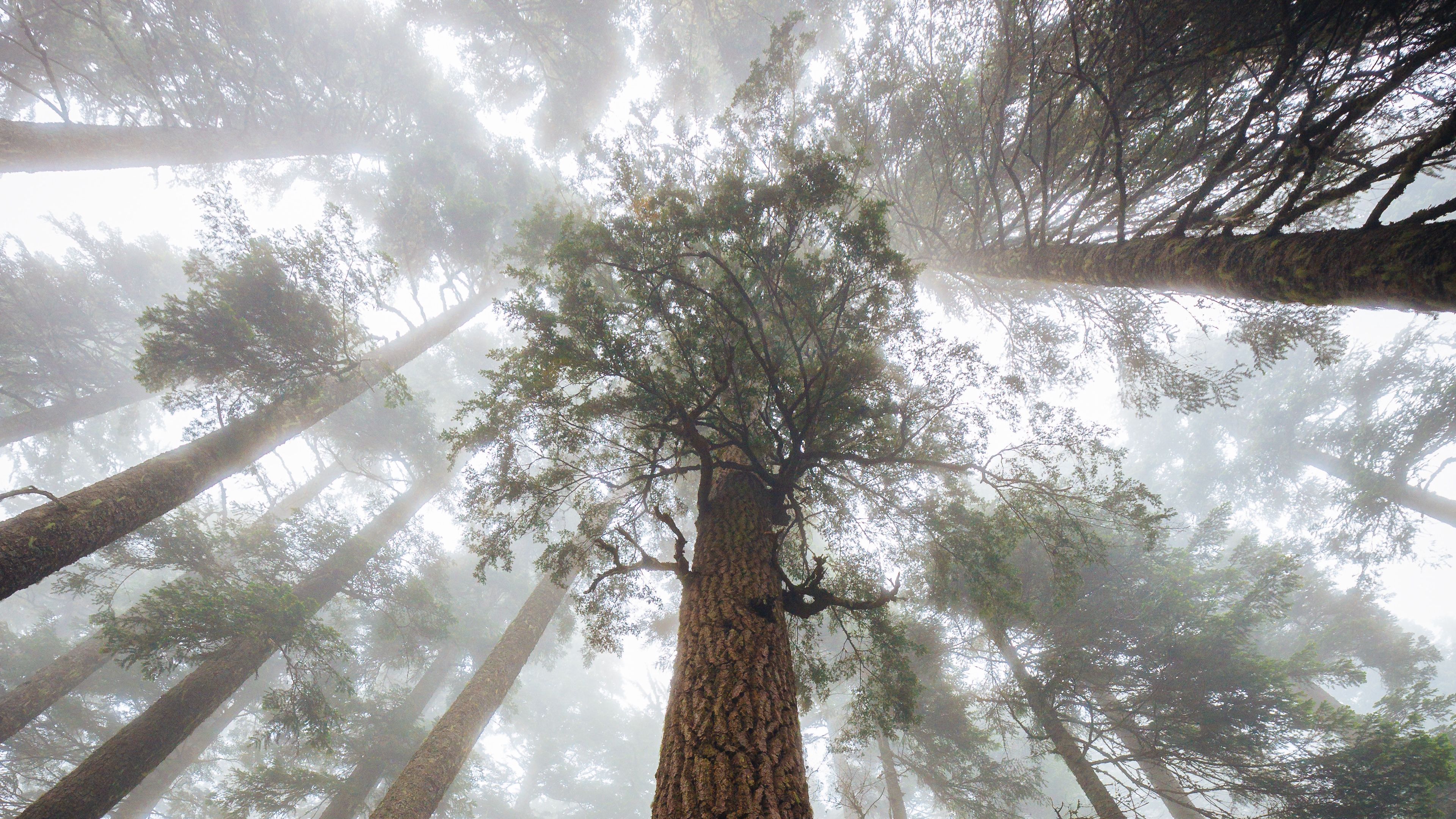 trees, fog, forest, trunk, bark, bottom view, 4k, HD Wallpaper