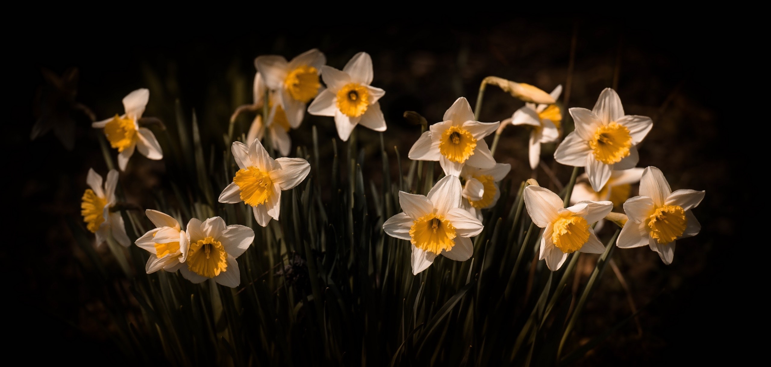 plants, flowers, white flowers, yellow flowers, HD Wallpaper